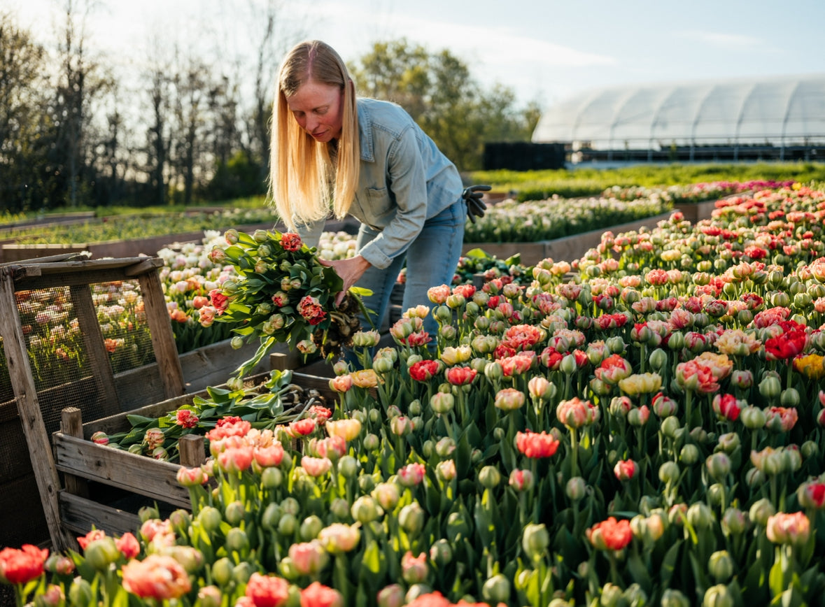Why Do We Cut The Bulbs Off Of Our Tulips?