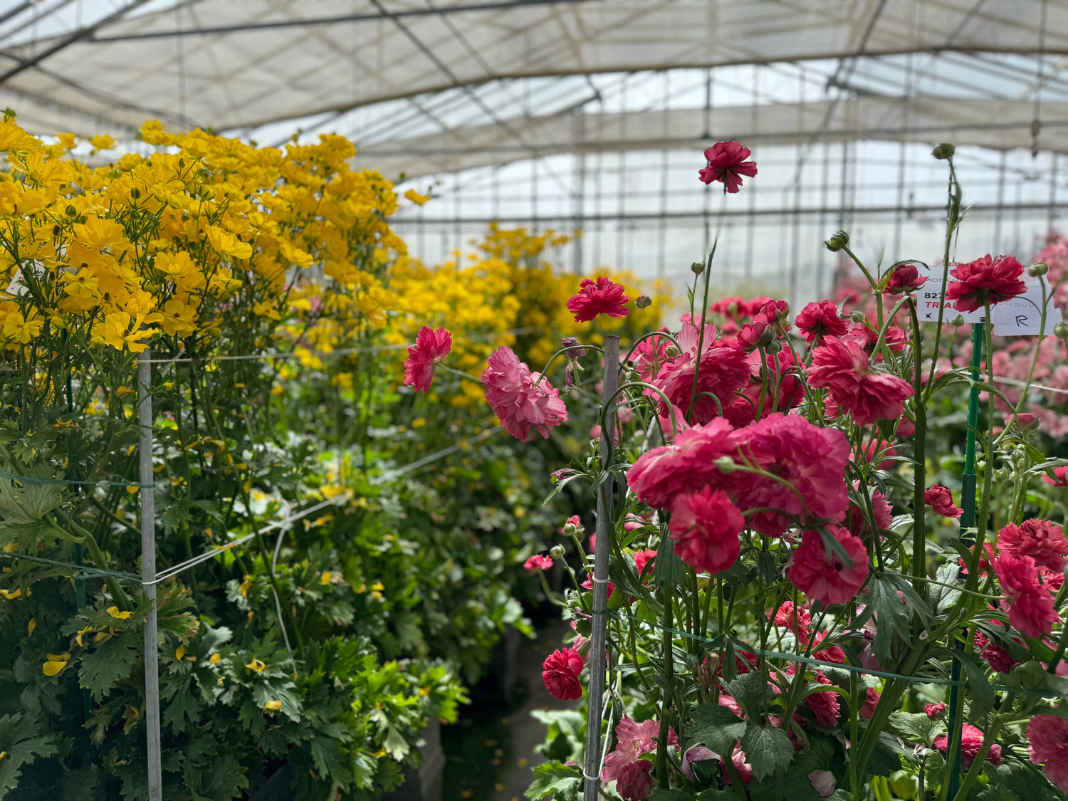 FAQ: Growing Ranunculus & Anemones Pt 3