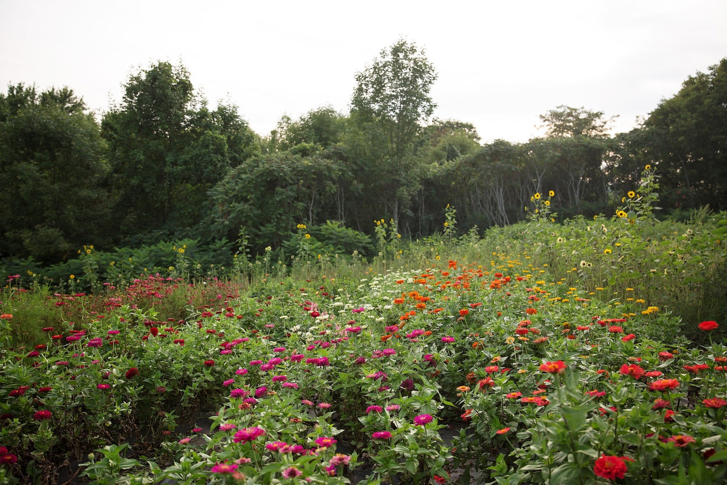 A Guide To Canadian Seed Sellers