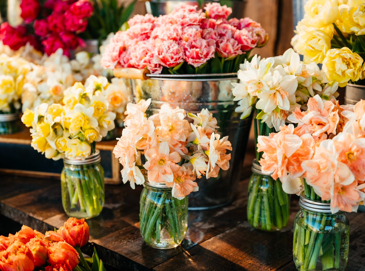 Ranunculus & Anemone Corms