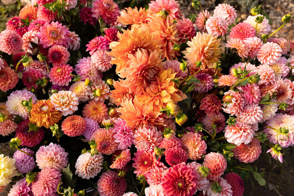 Dahlia Tubers