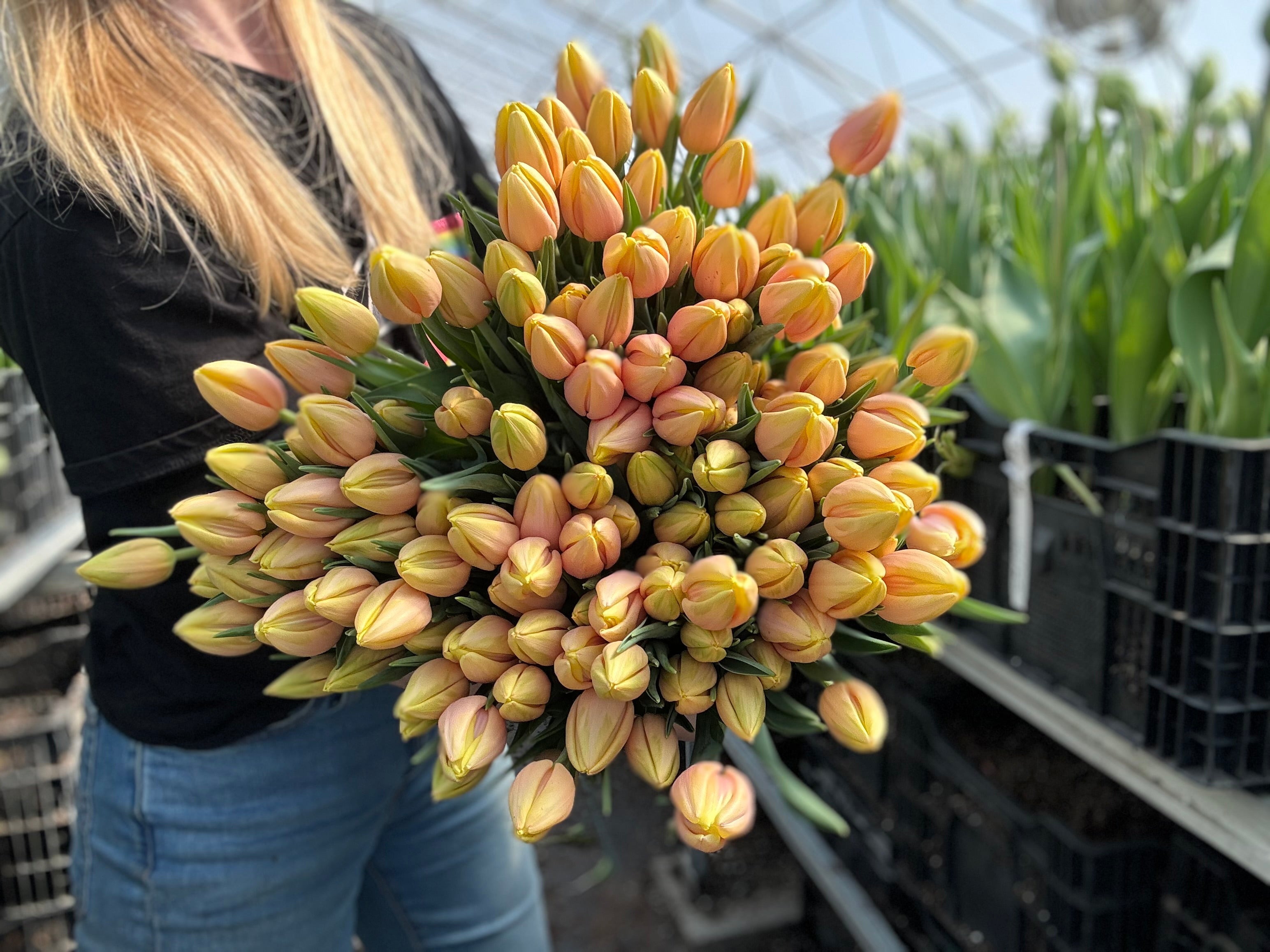 Mango Charm Tulip Bulbs - COMING SEPTEMBER 7TH AT 5PM