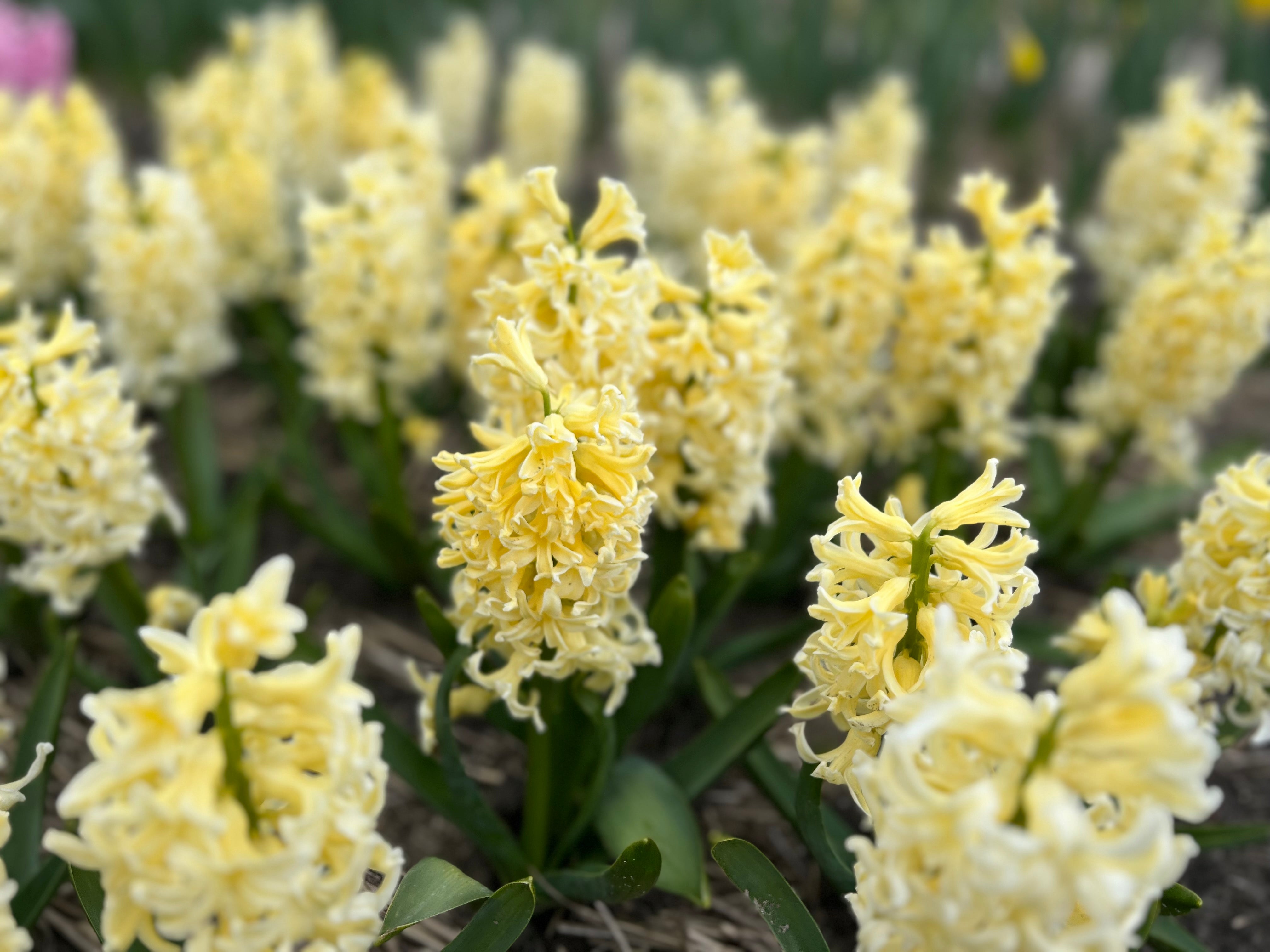 City of Haarlem Hyacinth Bulbs - COMING SEPTEMBER 7TH AT 5PM