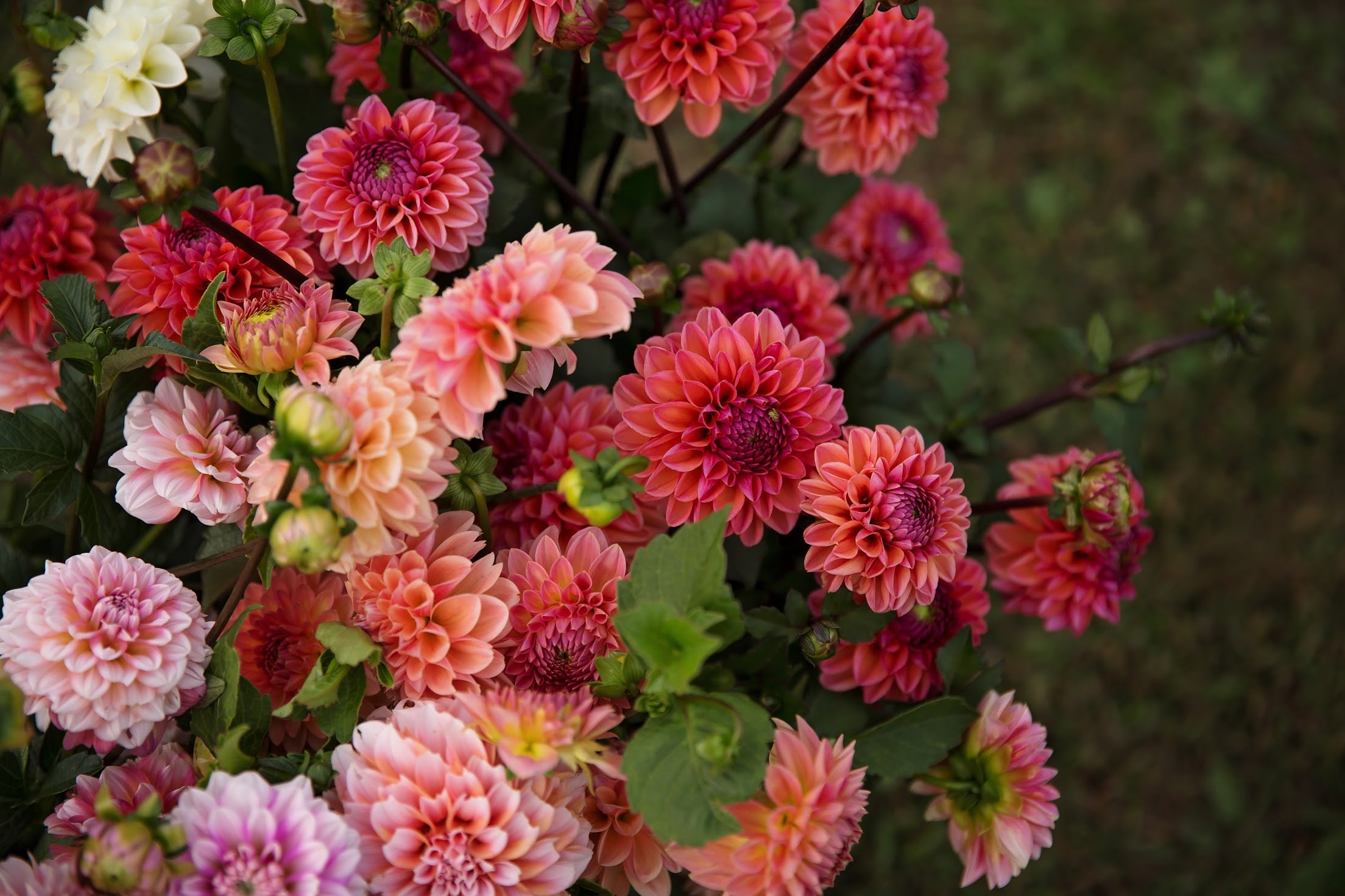 Bulk DIY Bucket of Dahlias: Custom Colour Palette