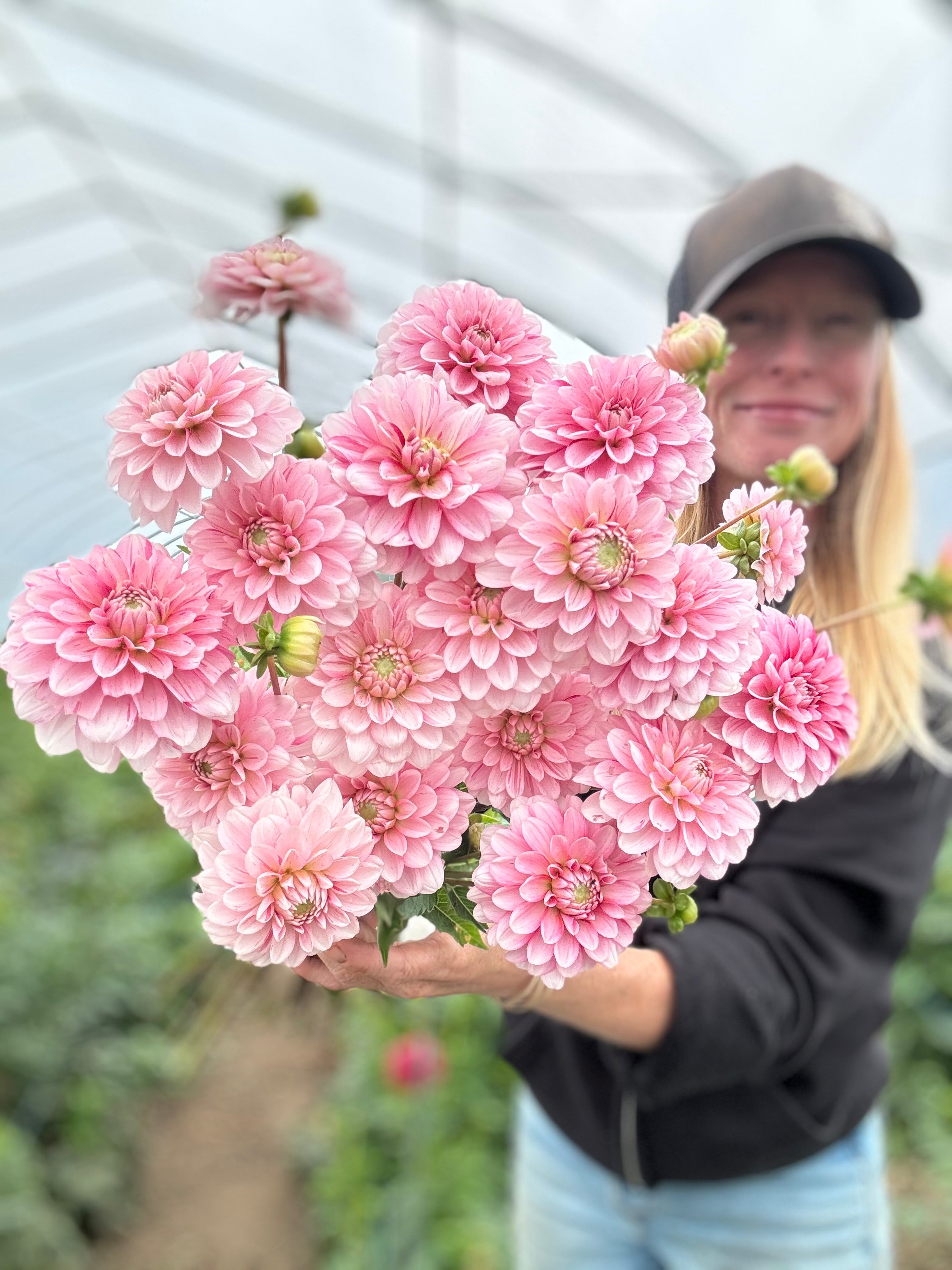 Strawberry Cream Dahlia Tuber - *Product NOT sold out*  SALES START MARCH 2026: Date TBA