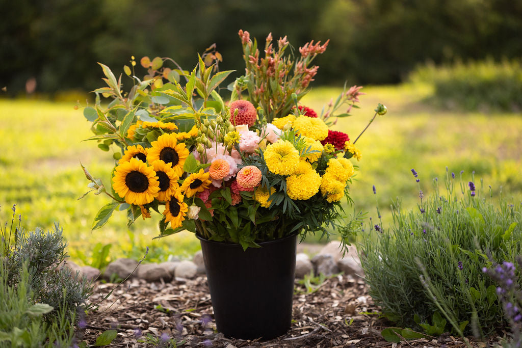 Bulk DIY Bucket of Blooms: Growers Choice Colour Palette
