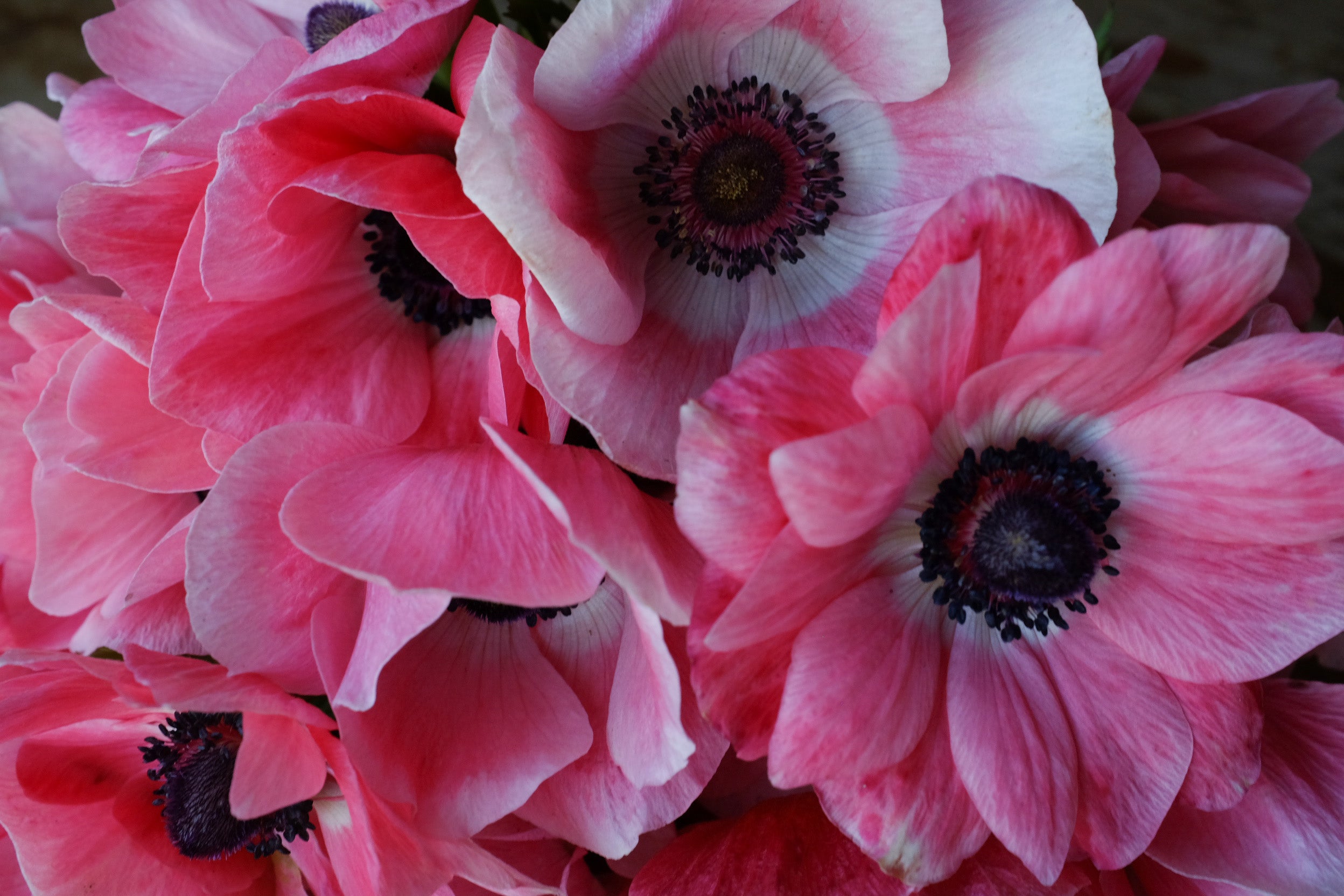 Italian Mistral Anemone Pinkie Corms