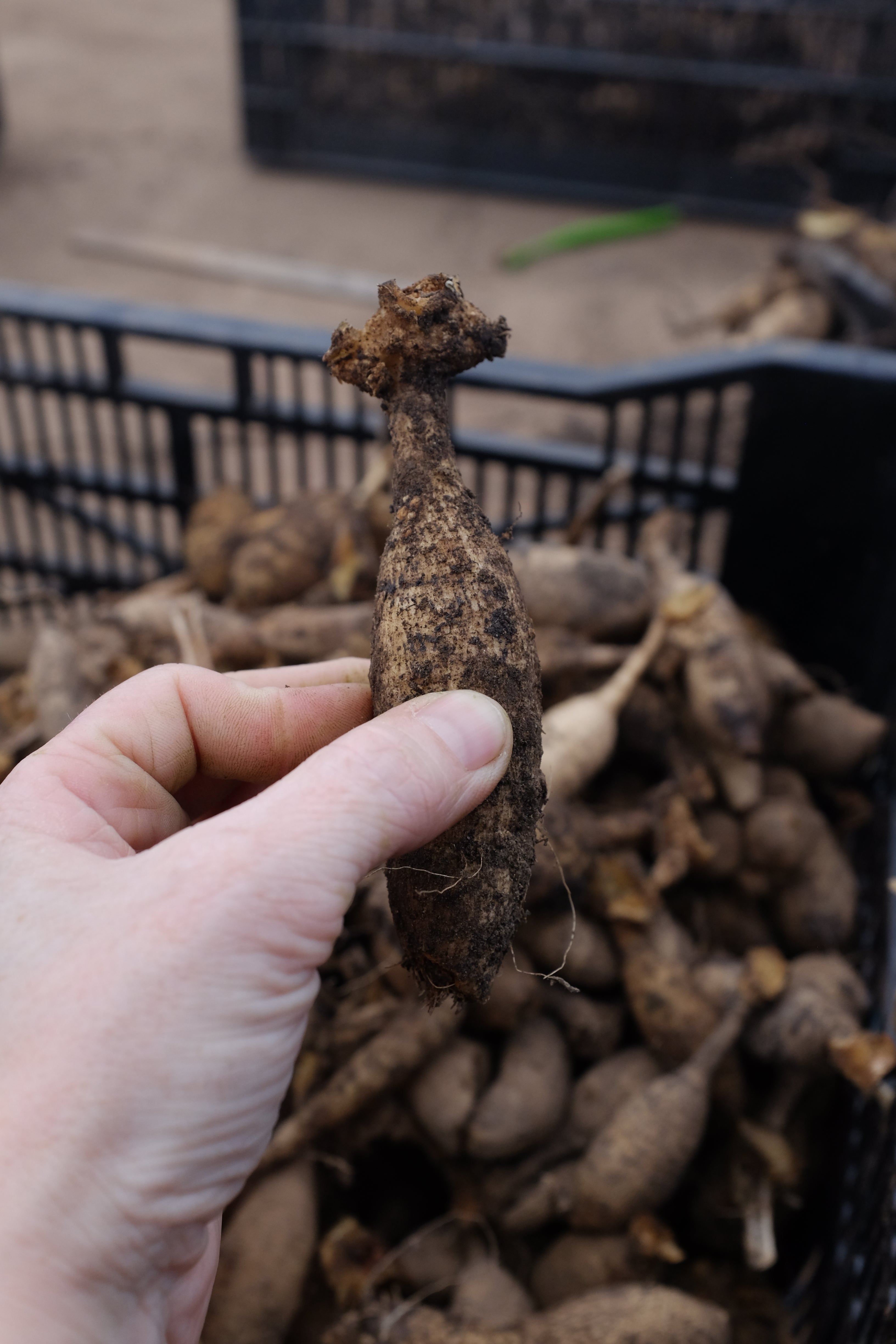 Learn To Split And Store Your Dahlia Tubers