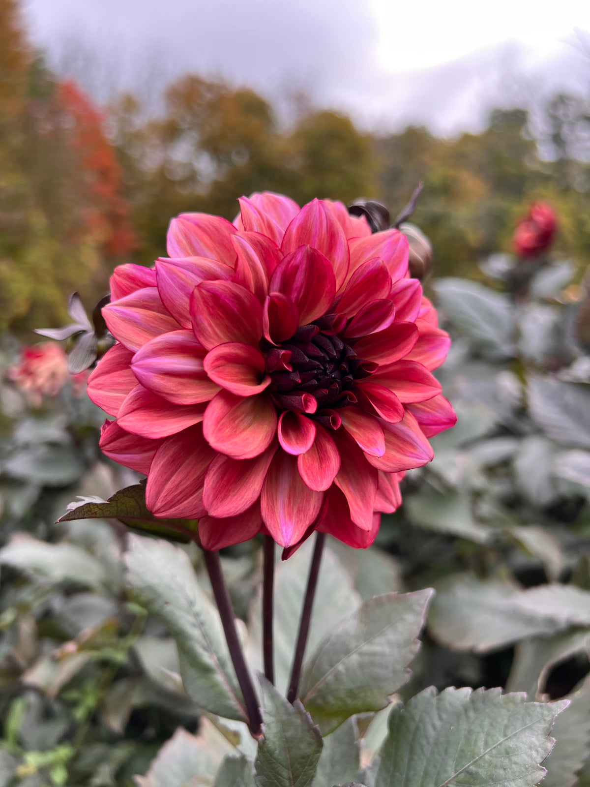 Night Silence Dahlia Tuber - *Product NOT sold out* SALES START SUNDAY MARCH 1ST AT 4PM