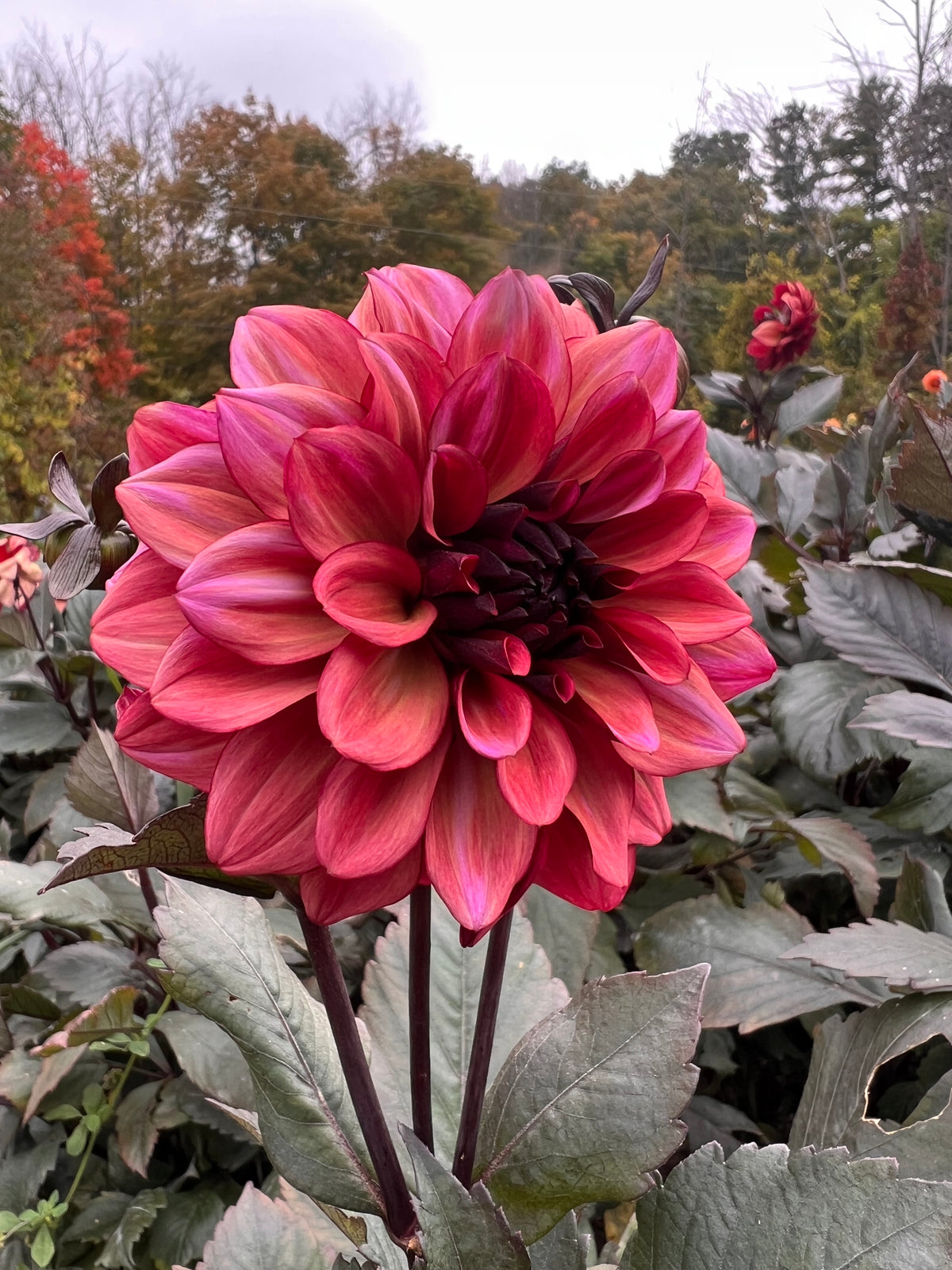 Night Silence Dahlia Tuber - *Product NOT sold out* SALES START SUNDAY MARCH 1ST AT 4PM