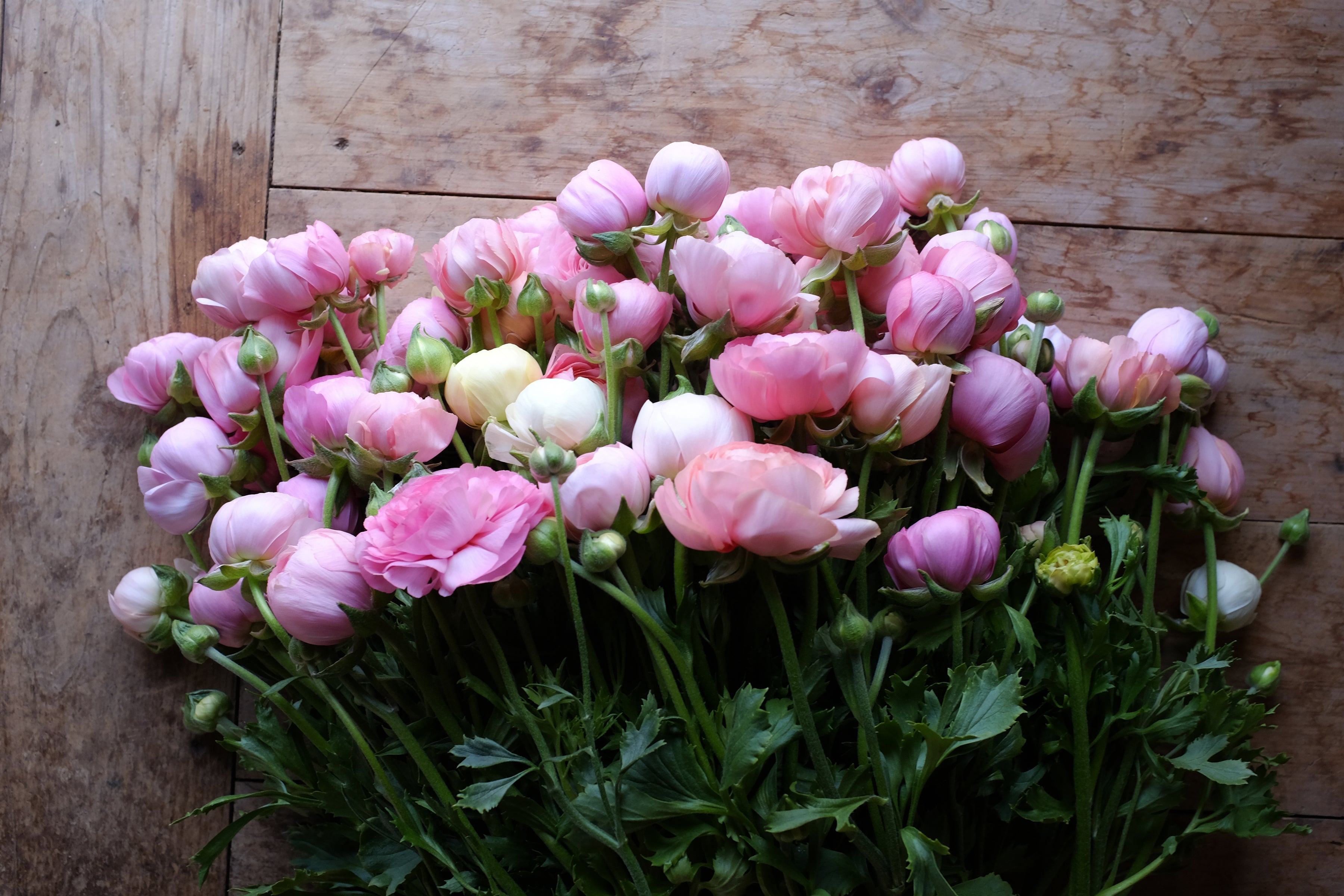 Italian Ranunculus Rosa Chiaro Light Pink Corms - COMING SEPTEMBER 7TH AT 5PM
