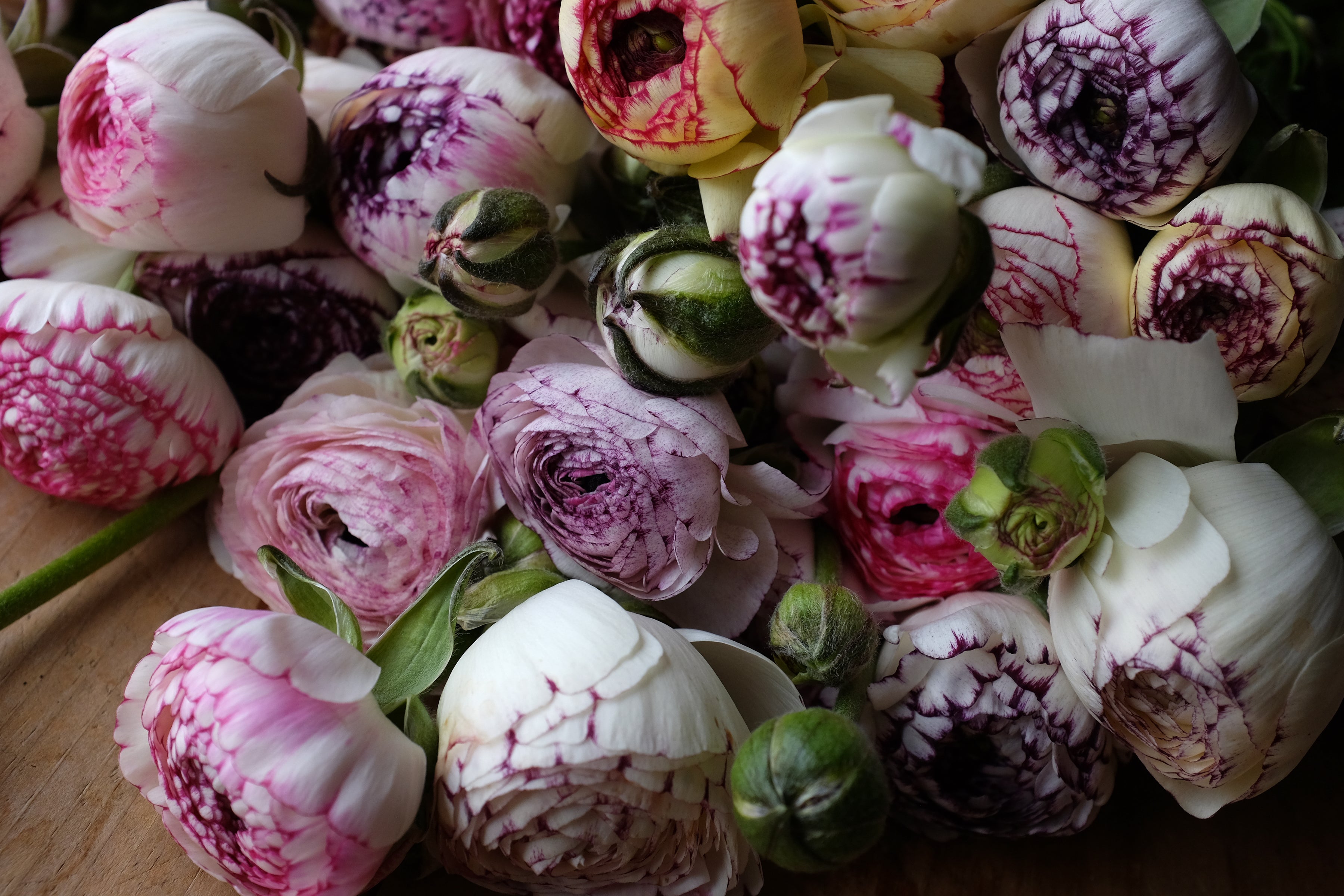 Italian Ranunculus Striato Corms
