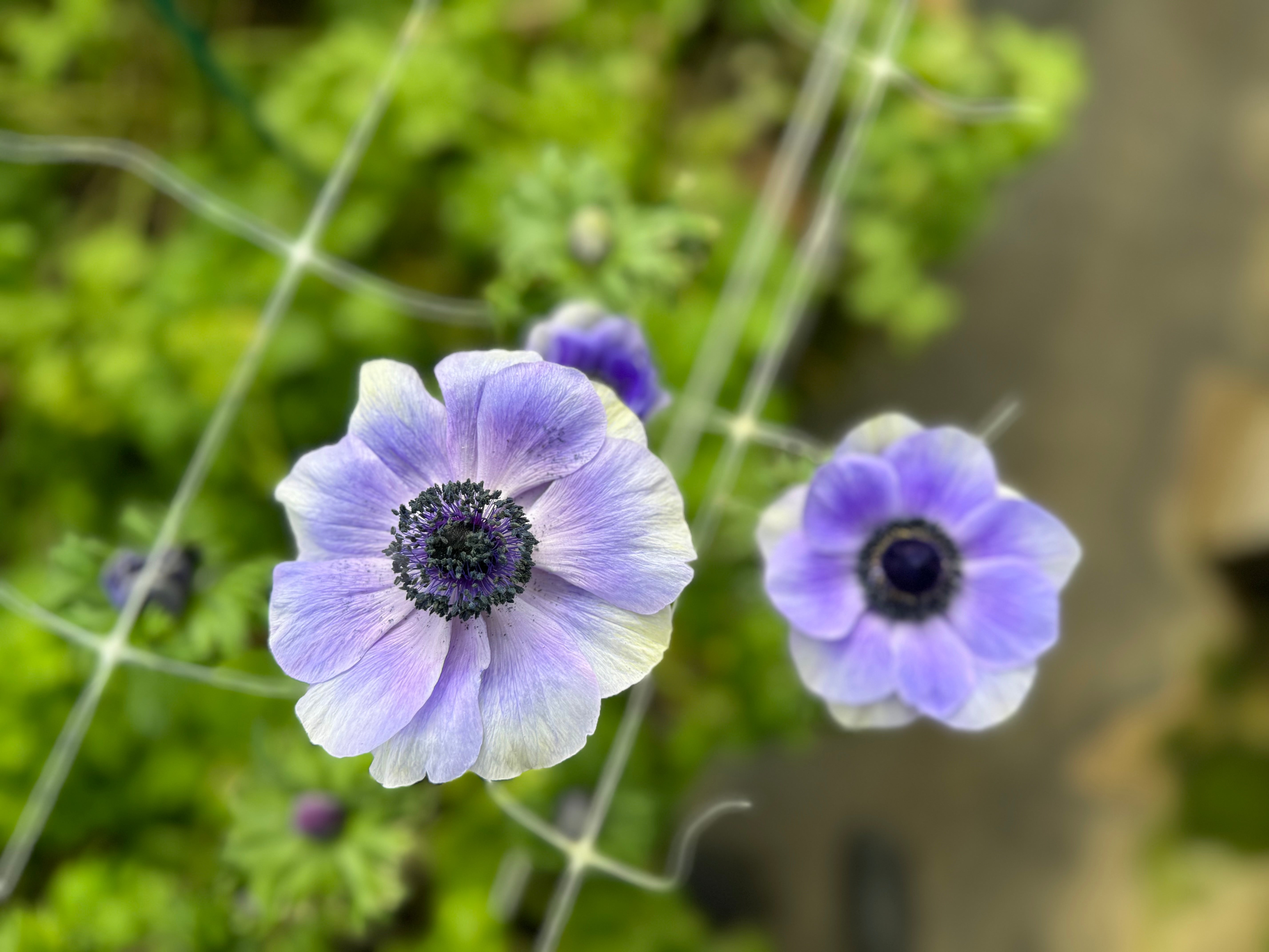 Close-up shot of two blue anemone blooms.