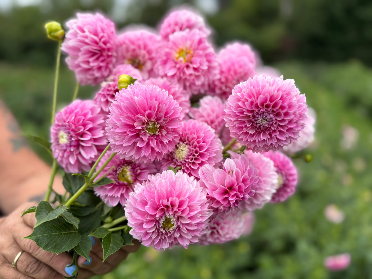 Opal Dahlia Tuber - *Product NOT sold out* SALES START SUNDAY MARCH 1ST AT 4PM