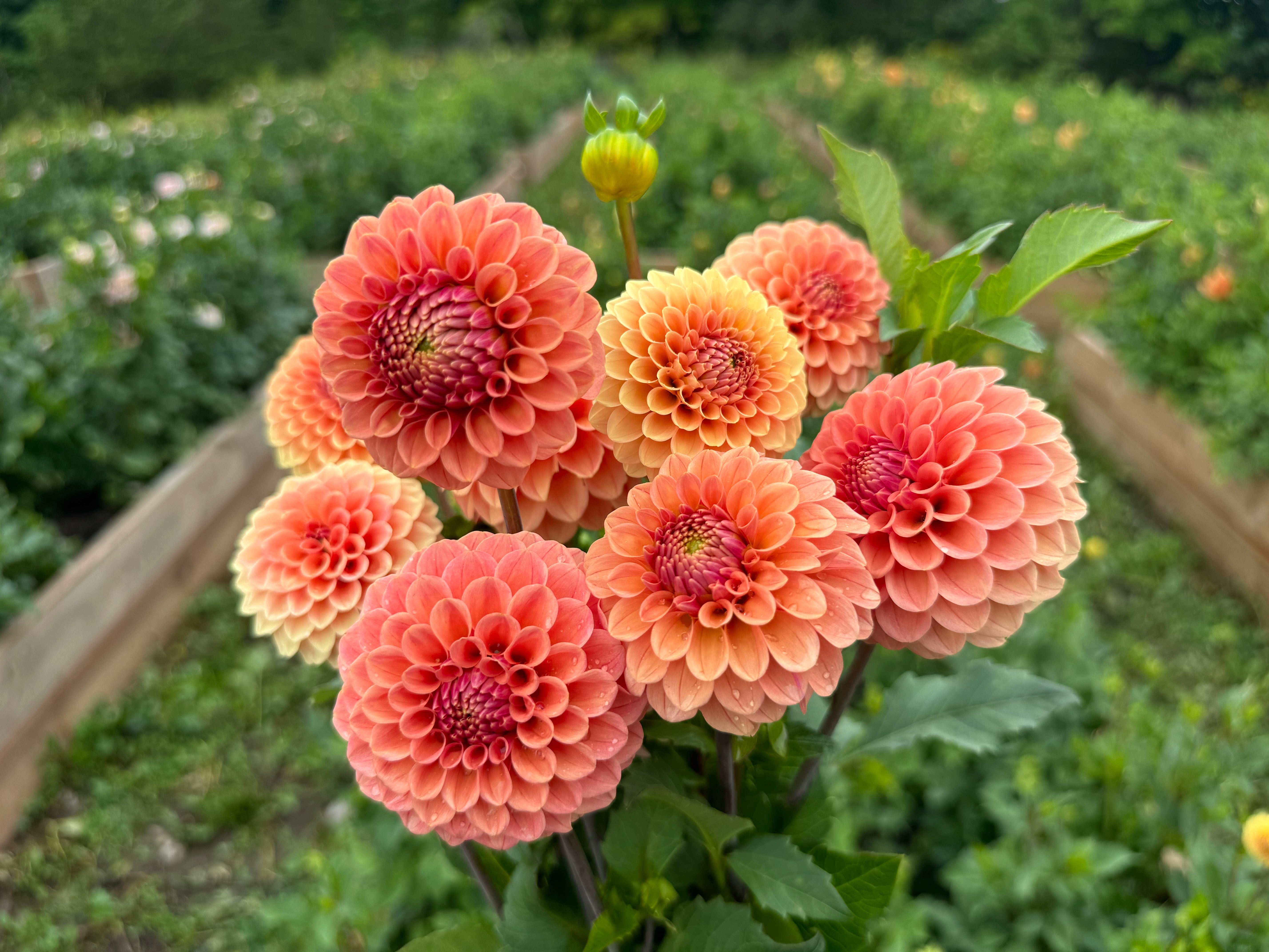 Rose Toscana Dahlia Tuber - *Product NOT sold out*  SALES START MARCH 2026: Date TBA