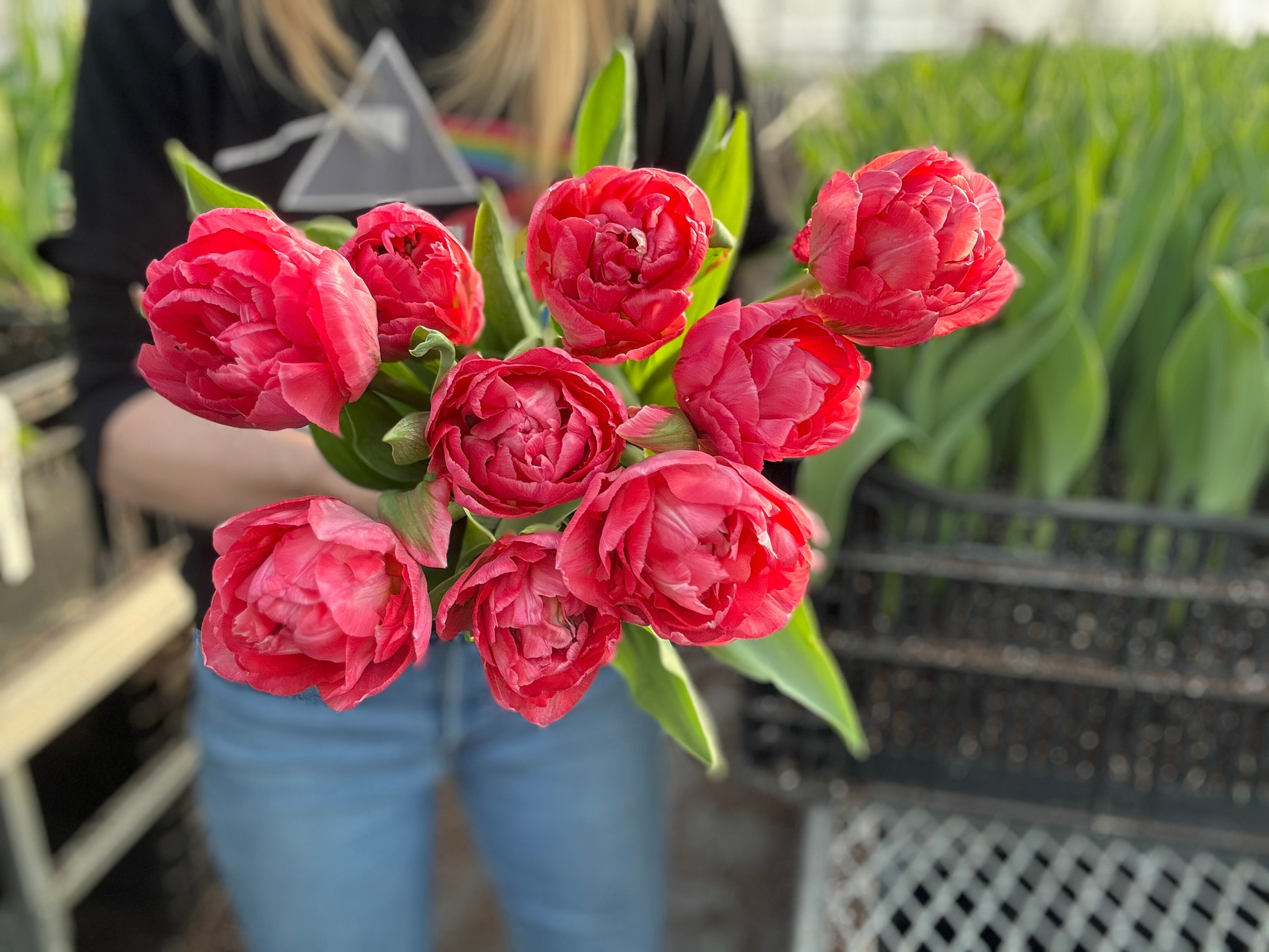 Taiwan Tulip Bulbs - COMING SEPTEMBER 7TH AT 5PM