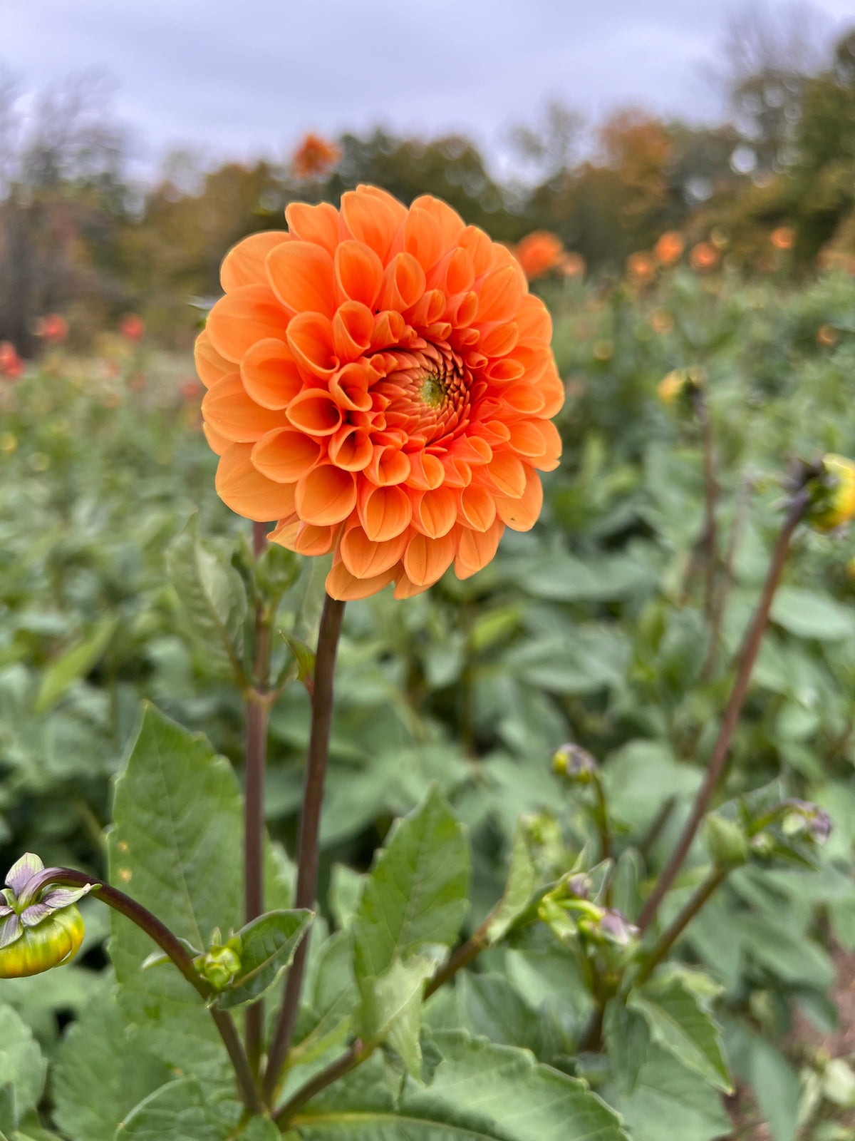 Maarn Dahlia Tuber - *Product NOT sold out* SALES START SUNDAY MARCH 1ST AT 4PM