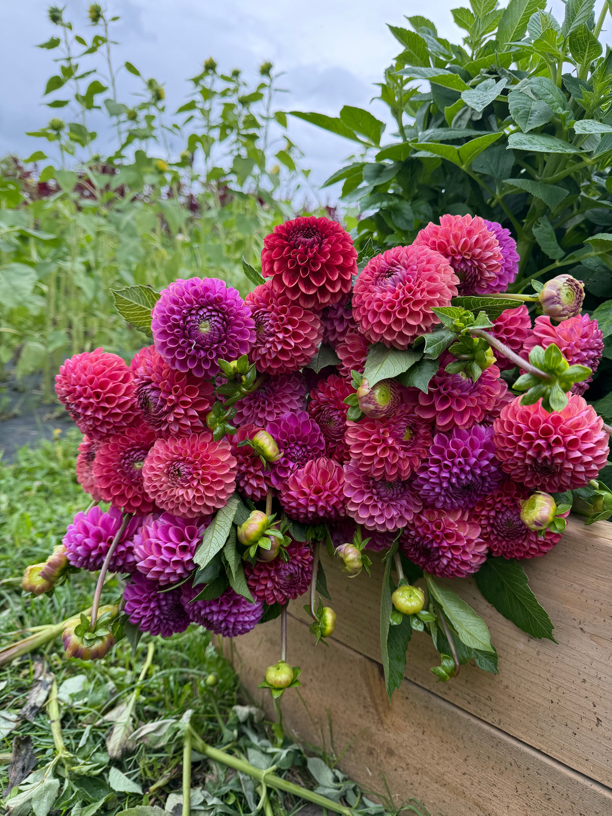 Caitlin's Joy Dahlia Tuber - *Not Sold Out* SALE COMING IN MARCH OF 2027