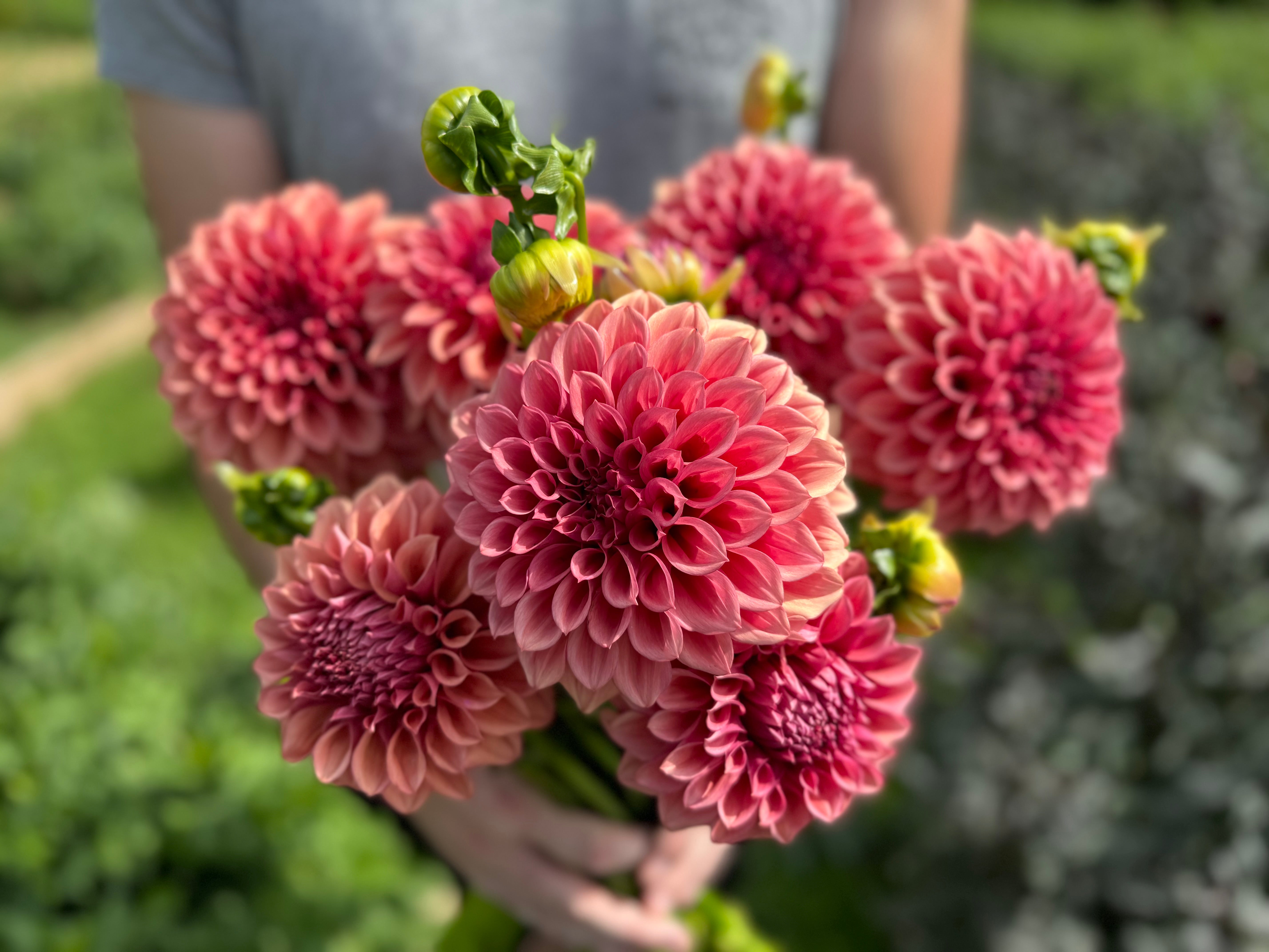 Orange Globe Dahlia Tuber - *Product NOT sold out*  SALES START MARCH 2026: Date TBA