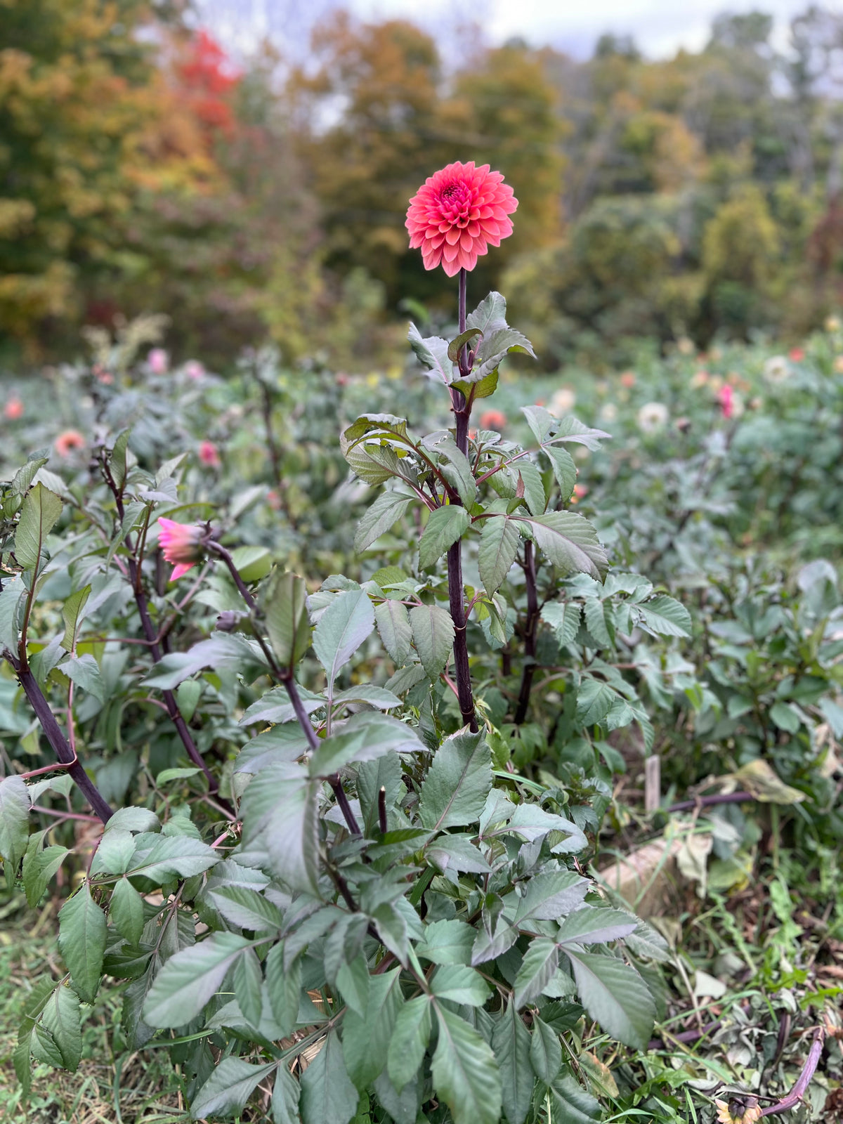 Sweet Sanne Dahlia Tuber - *Product NOT sold out* SALES START SUNDAY MARCH 1ST AT 4PM