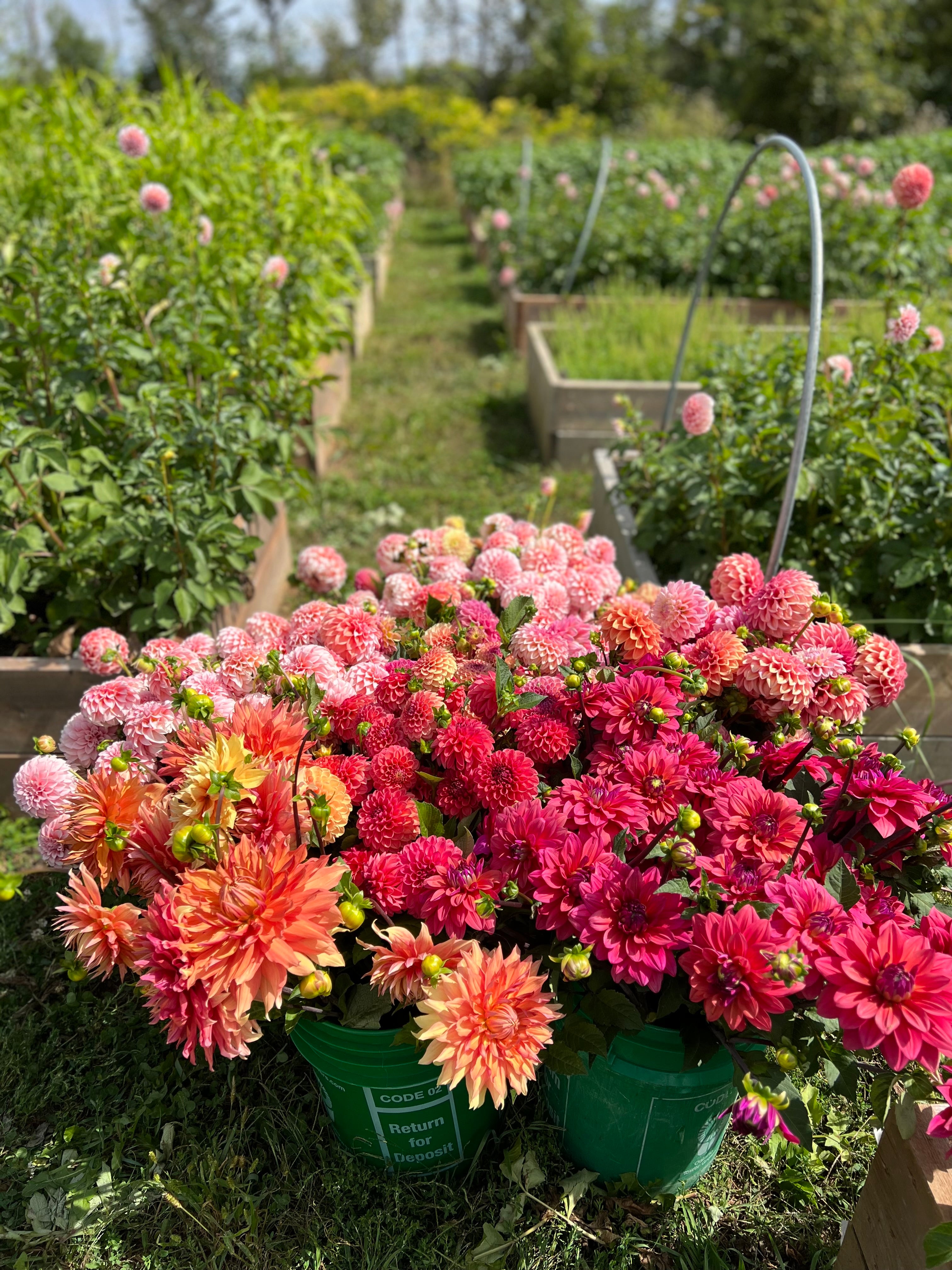 Buckets of harvested dahlias in shades of pink sit in front of fields of flowers.