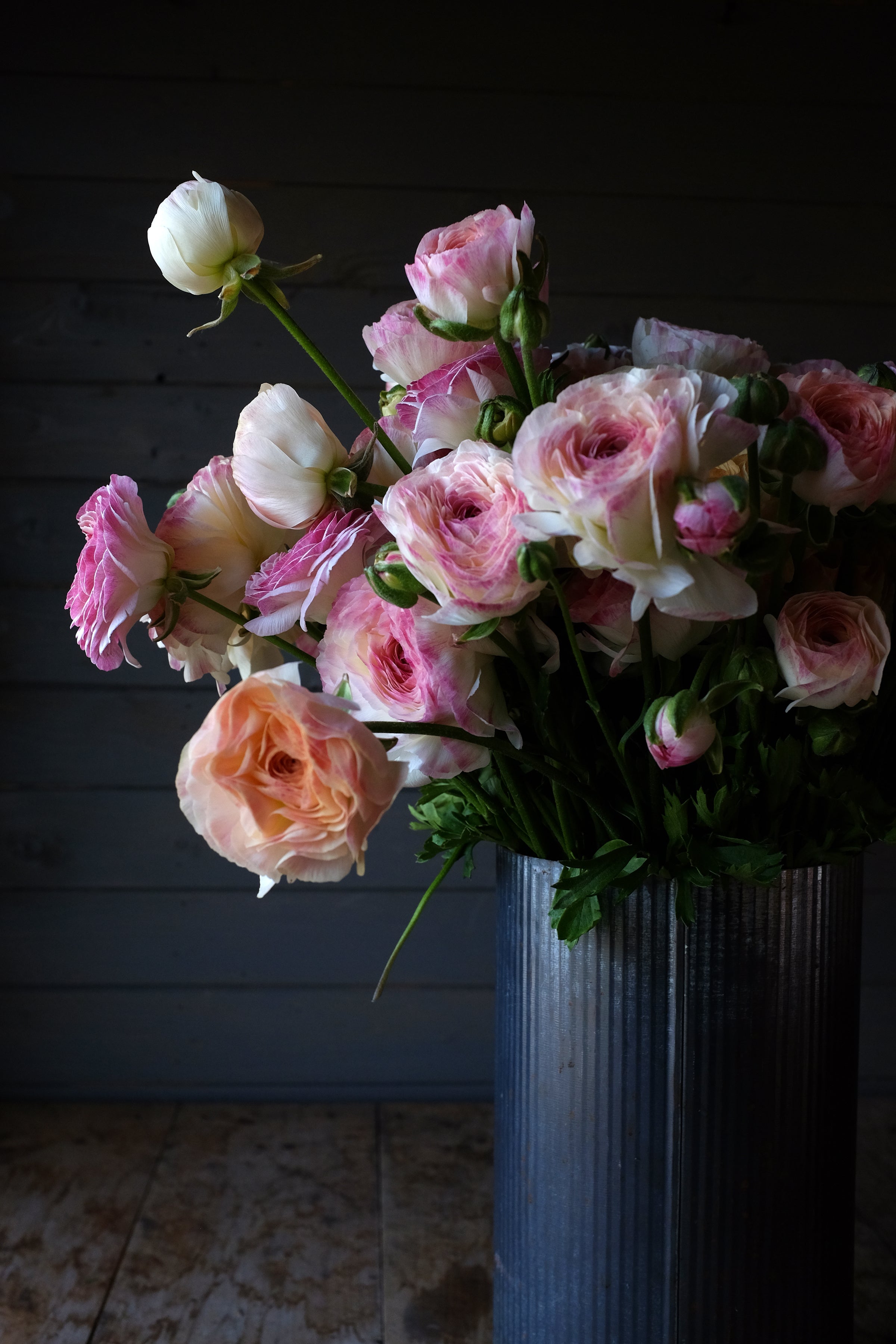 Italian Ranunculus Bianco Sfumato Corms