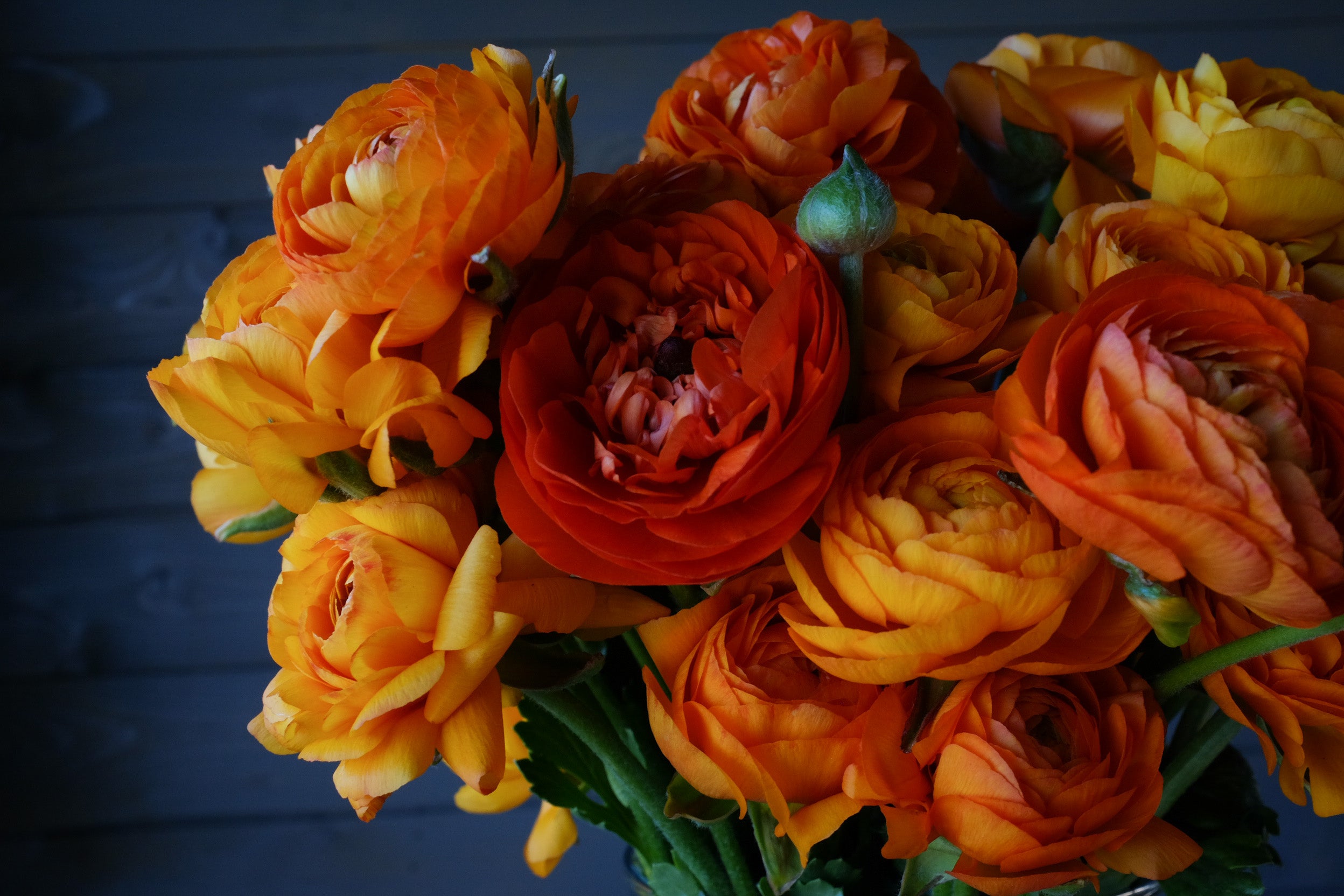 Italian Ranunculus Clementine Corms