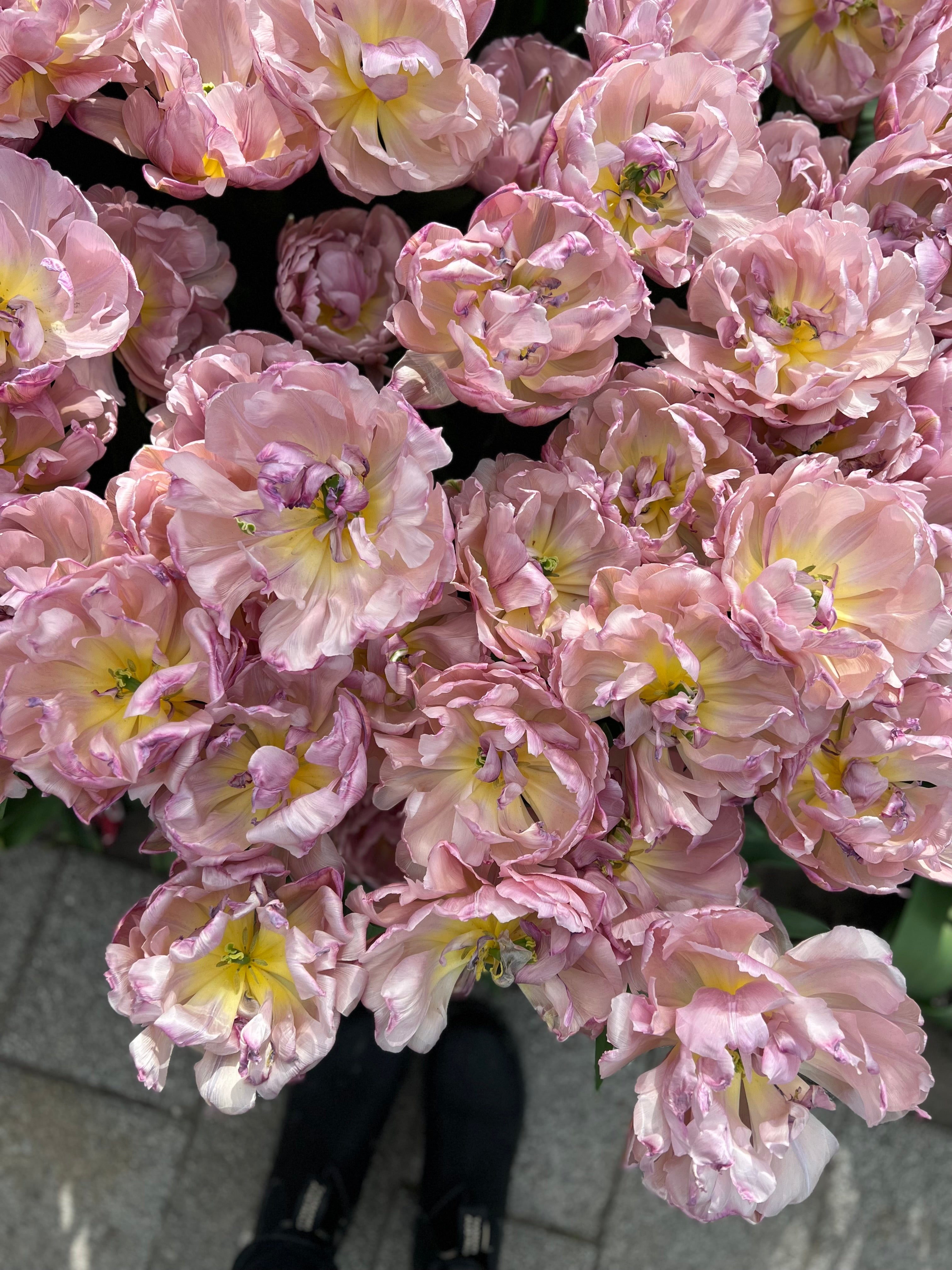 Beachberry Tulip Bulbs - COMING SEPTEMBER 6TH AT 5PM