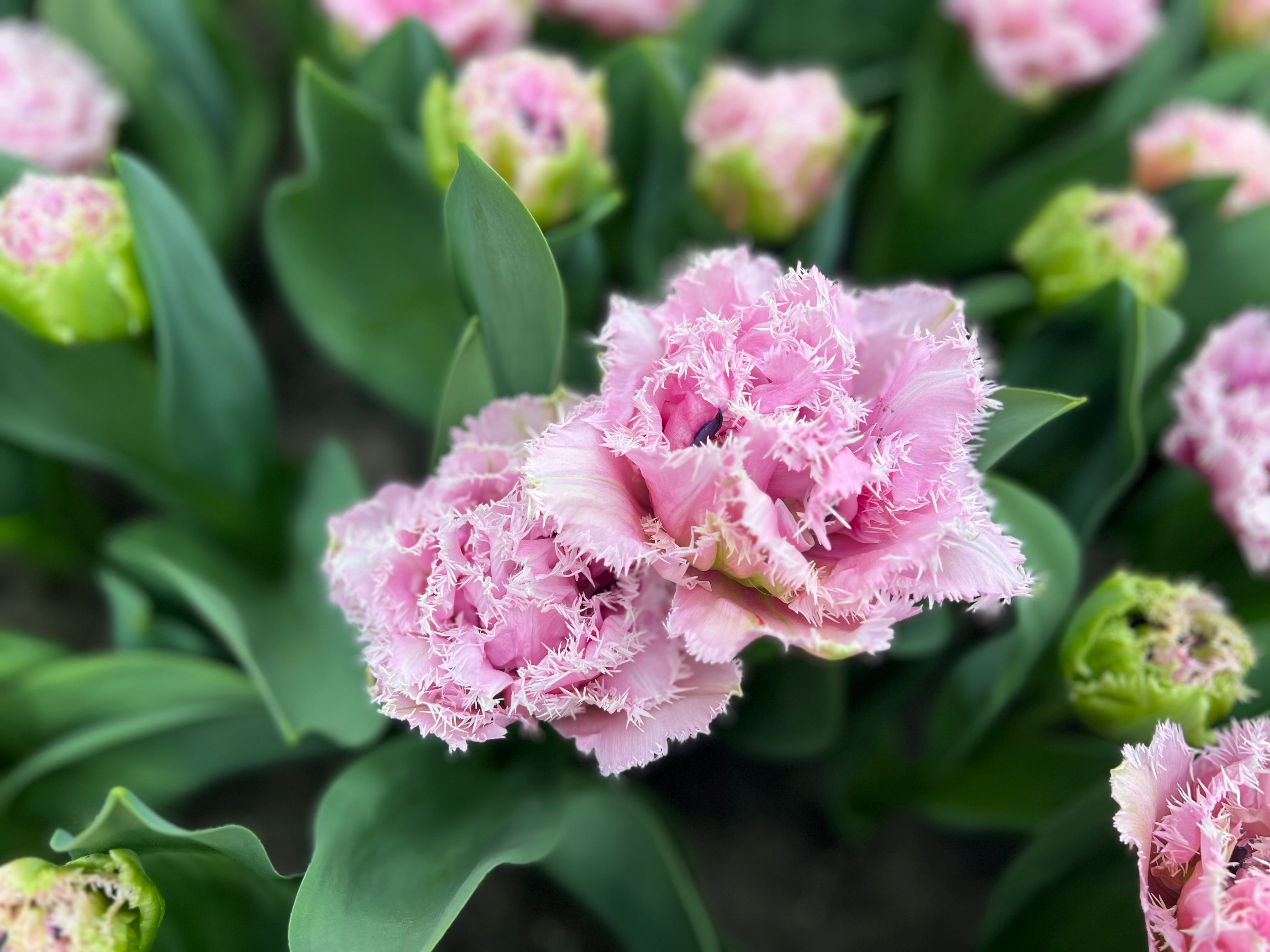 Cairns Tulip Bulbs - COMING SEPTEMBER 7TH AT 5PM