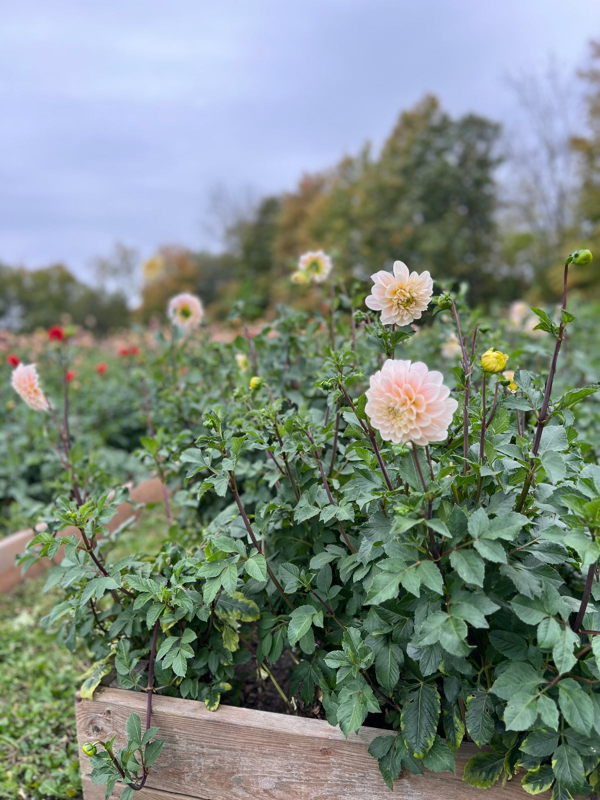 Sweet Nathalie Dahlia Tuber - *Product NOT sold out* SALES START SUNDAY MARCH 1ST AT 4PM