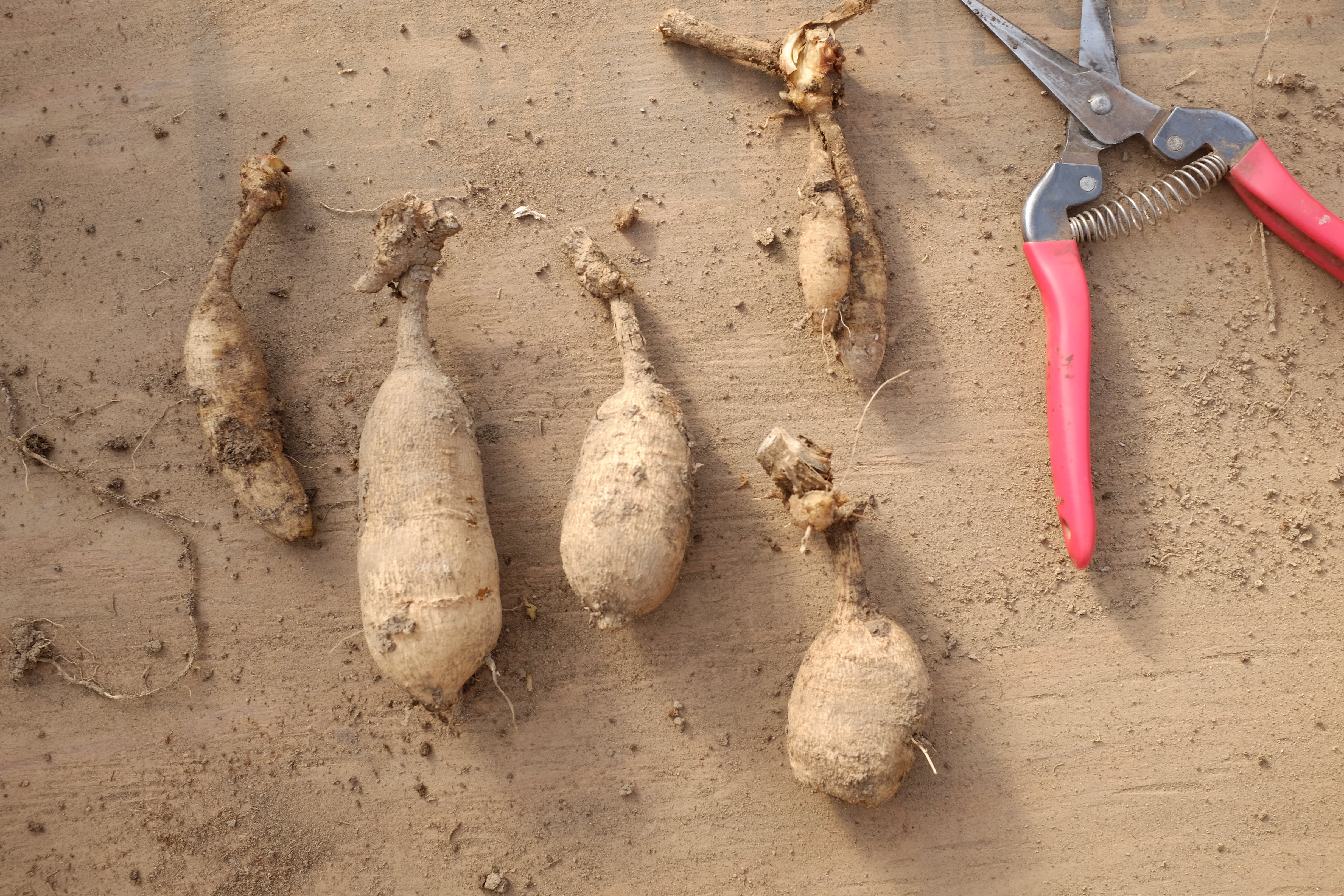 Learn To Split And Store Your Dahlia Tubers