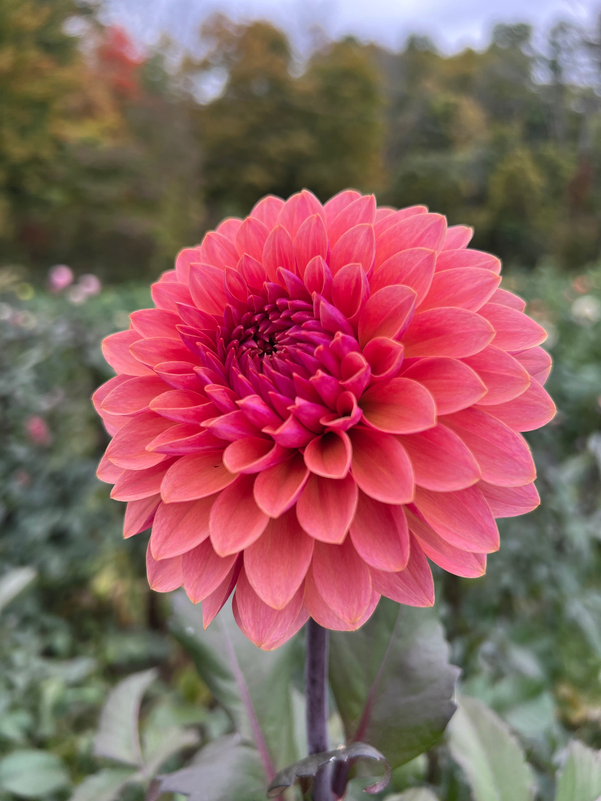 Sweet Sanne Dahlia Tuber - *Product NOT sold out* SALES START SUNDAY MARCH 1ST AT 4PM