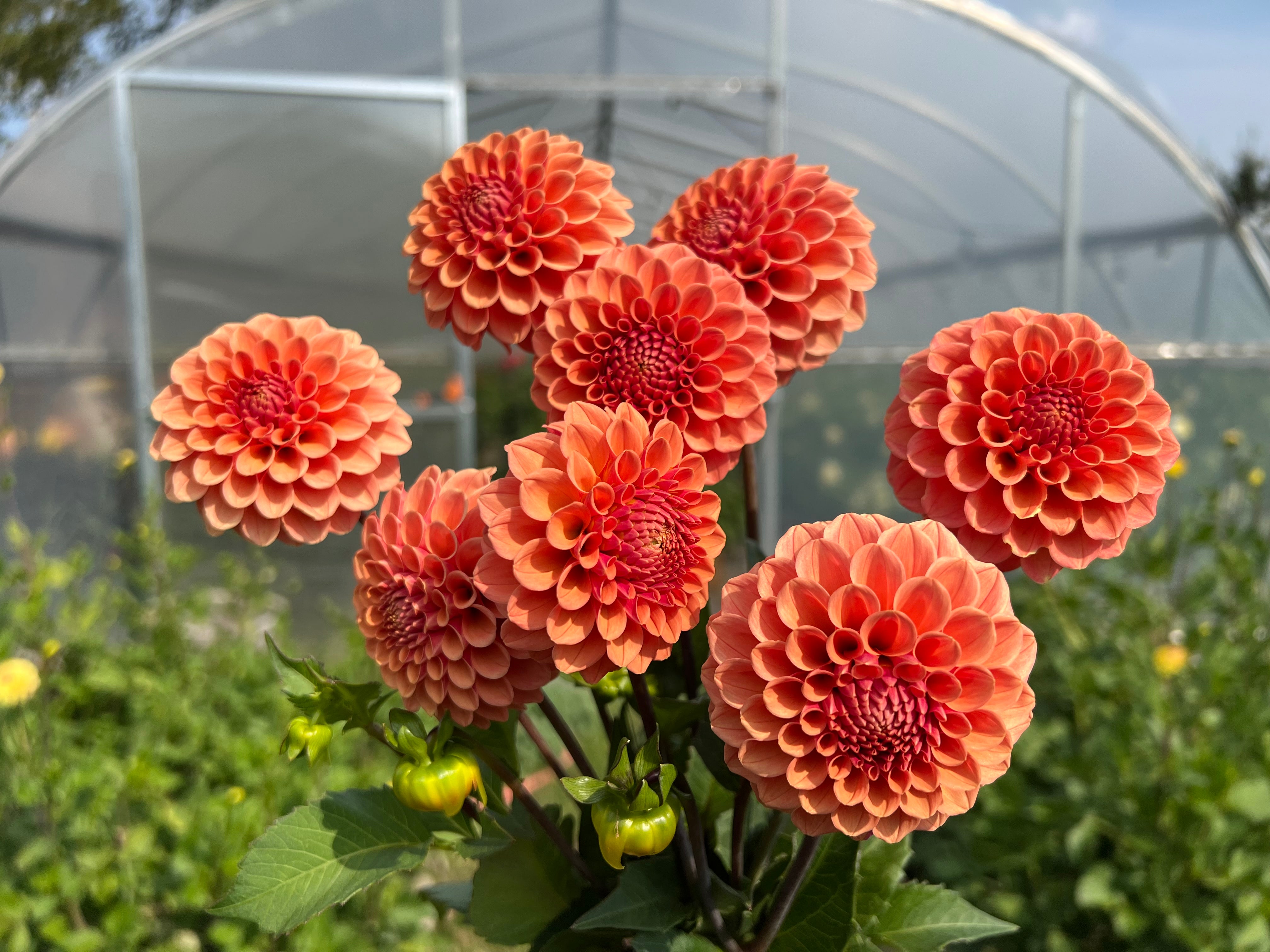 Rose Toscana Dahlia Tuber - *Product NOT sold out*  SALES START MARCH 2026: Date TBA