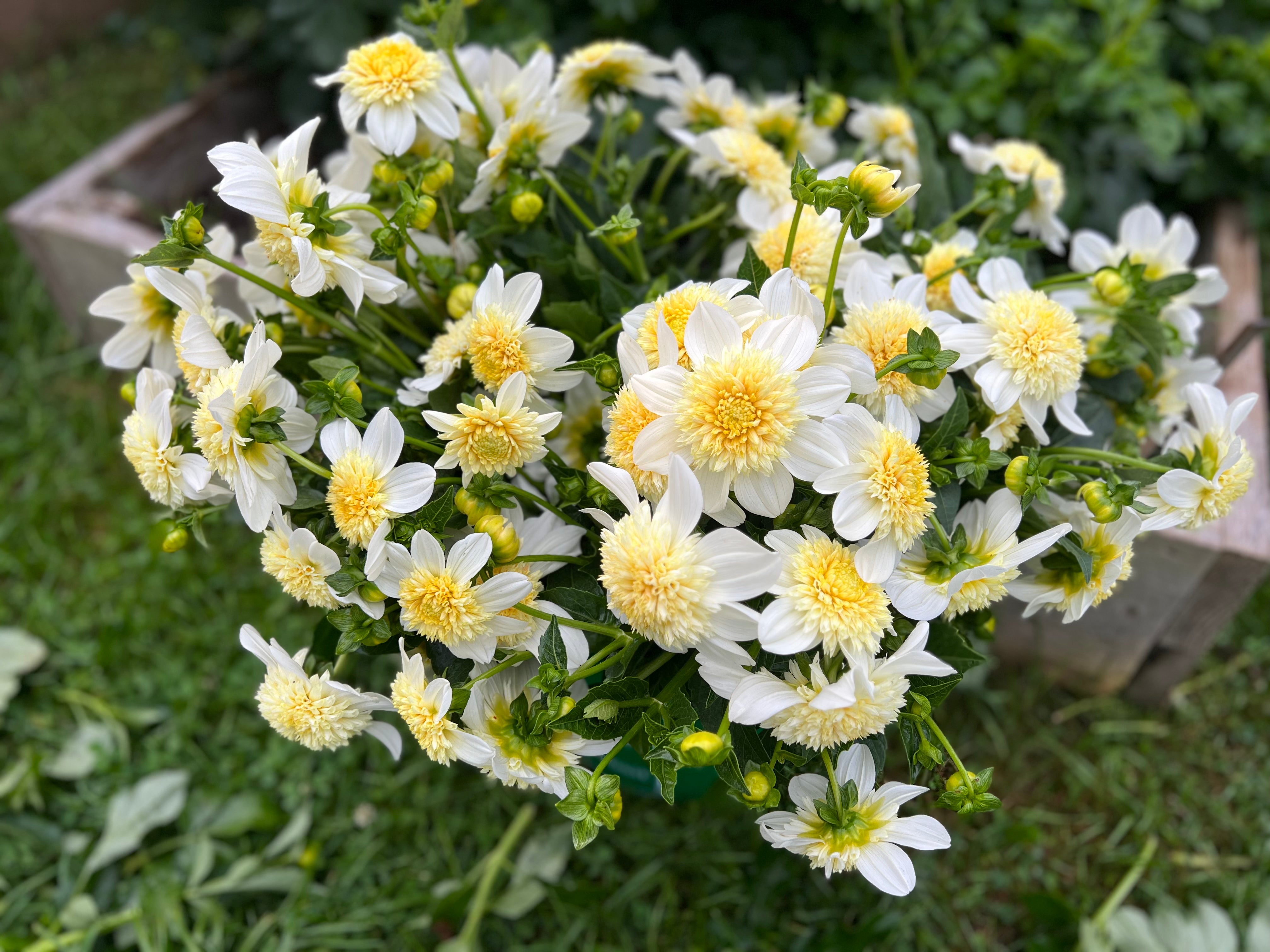 Platinum Blonde Dahlia Tuber - - *Product NOT sold out*  SALES START MARCH 2026: Date TBA