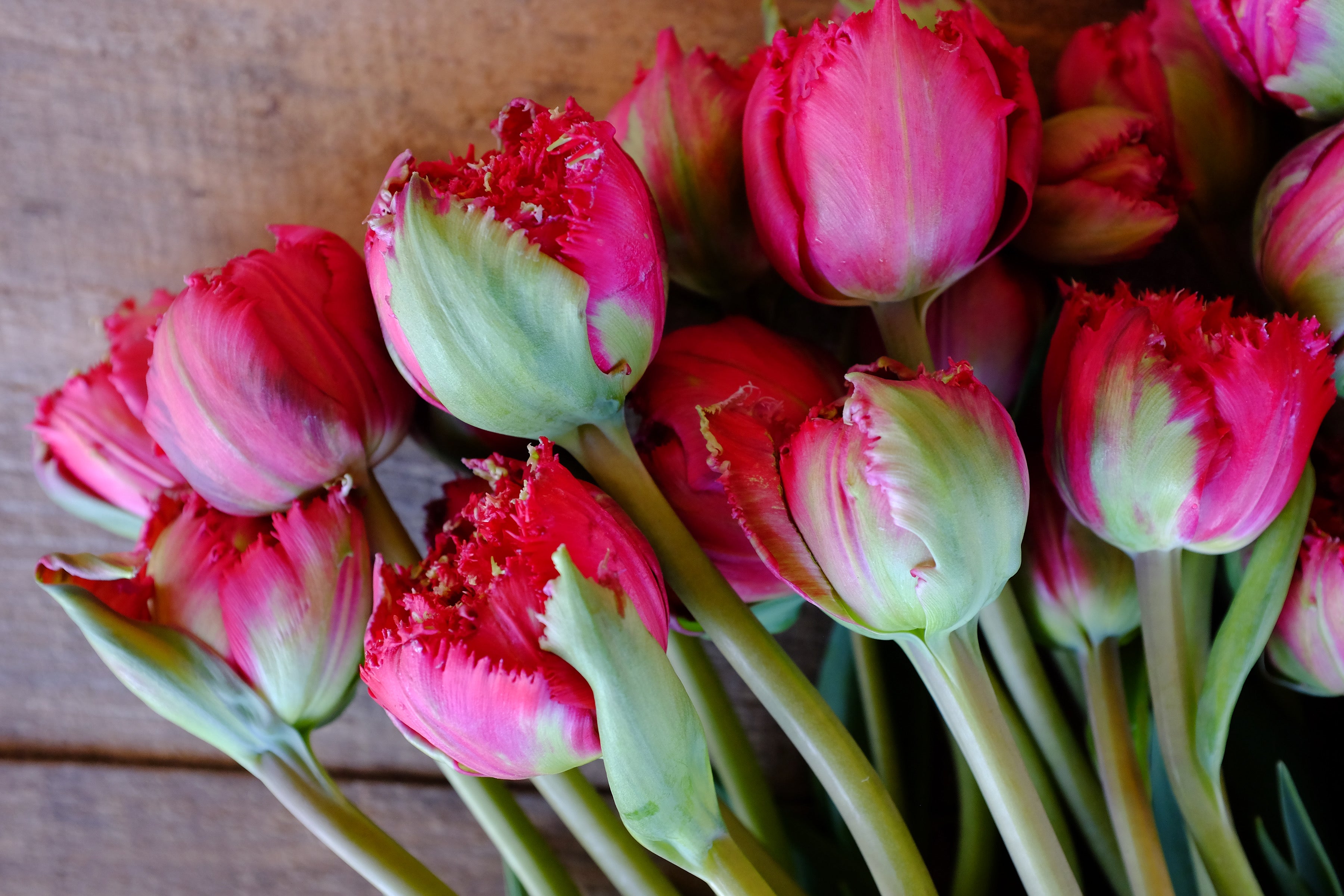 Qatar Tulip Bulbs - COMING SEPTEMBER 7TH AT 5PM