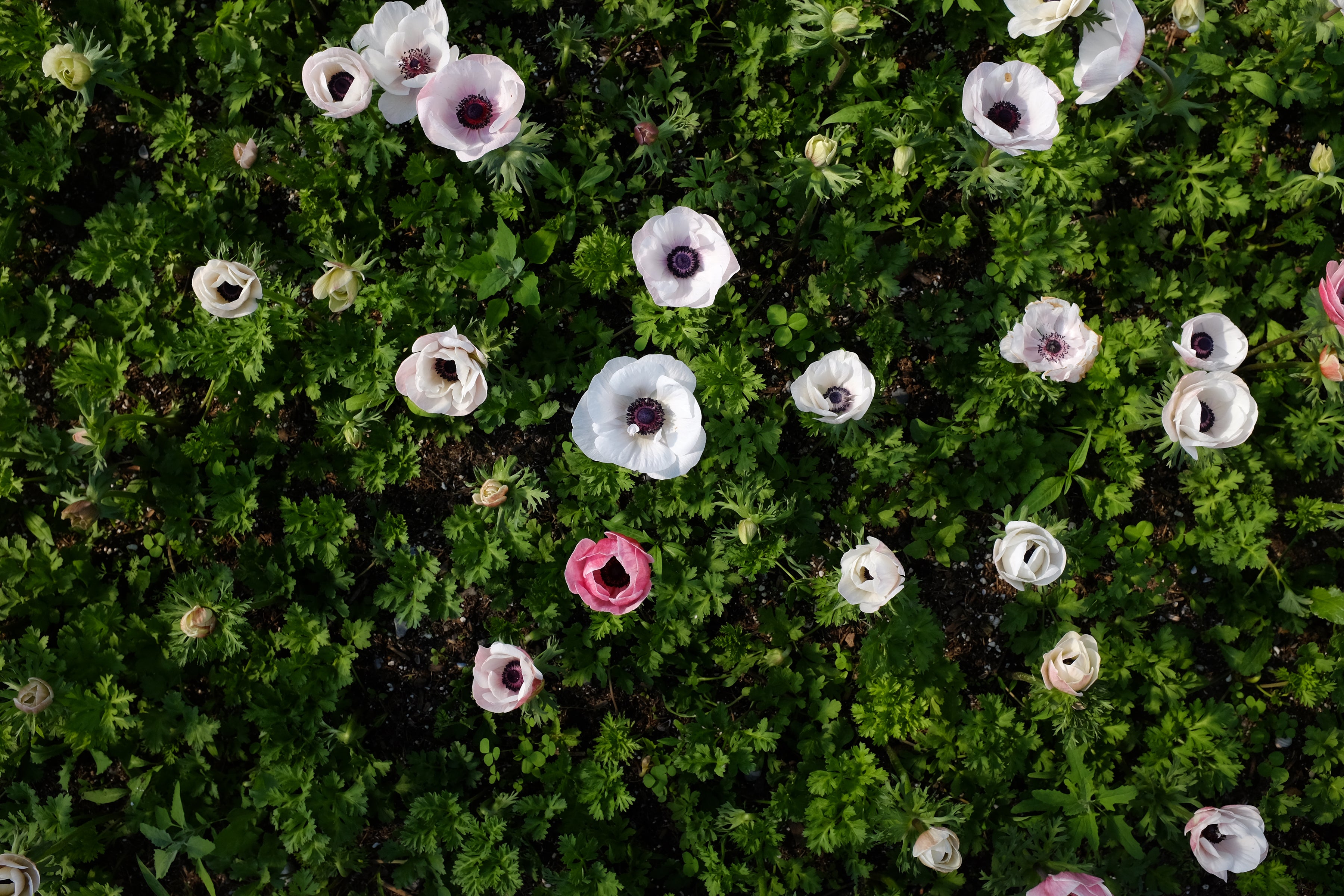 Italian Mistral Anemone Bianco Centro Nero Corms