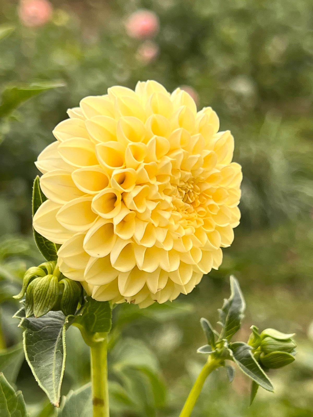 Creamy Dahlia Tuber - *Not Sold Out* SALE COMING IN MARCH OF 2027