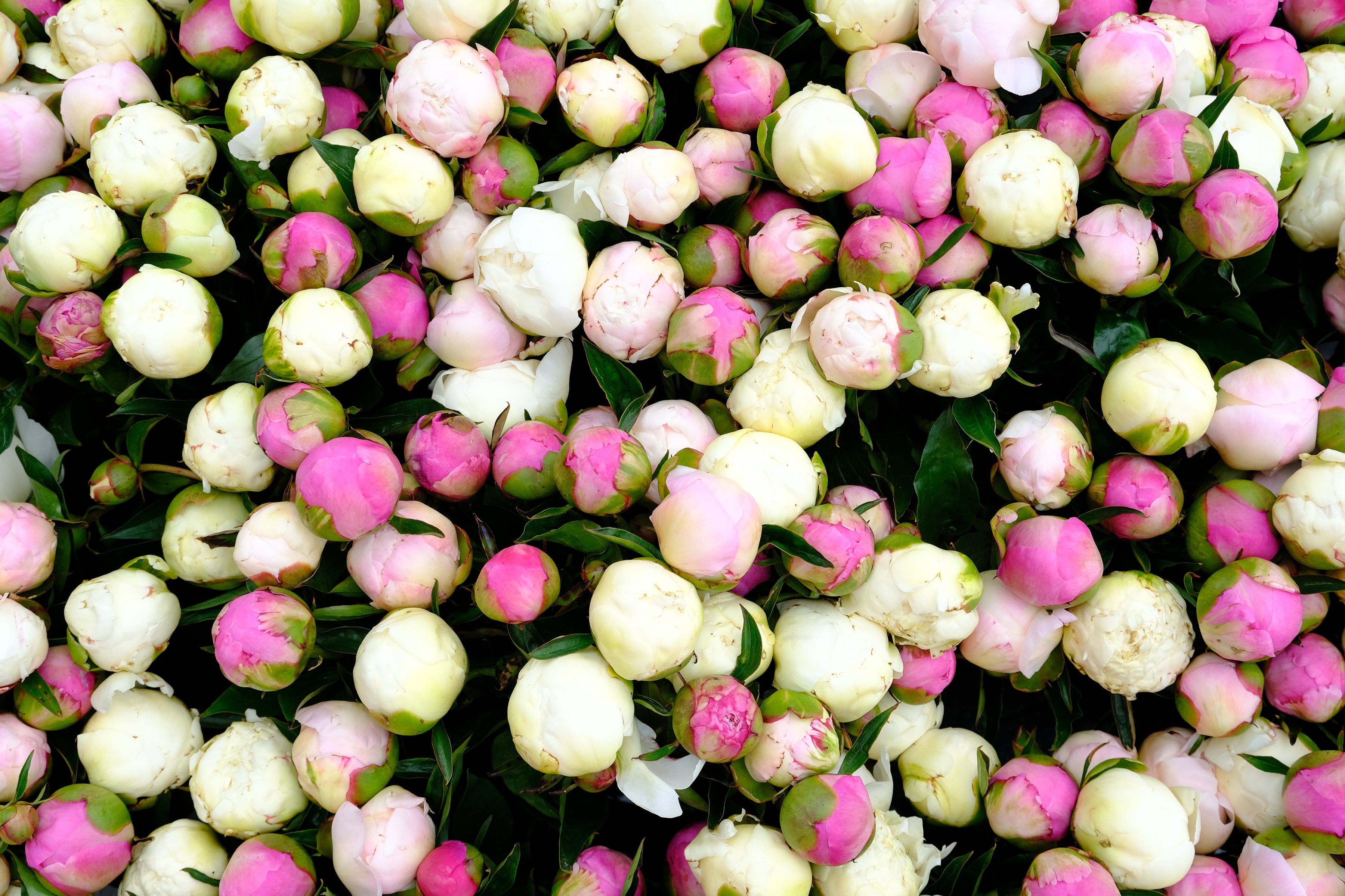 Bulk Bucket of Peonies