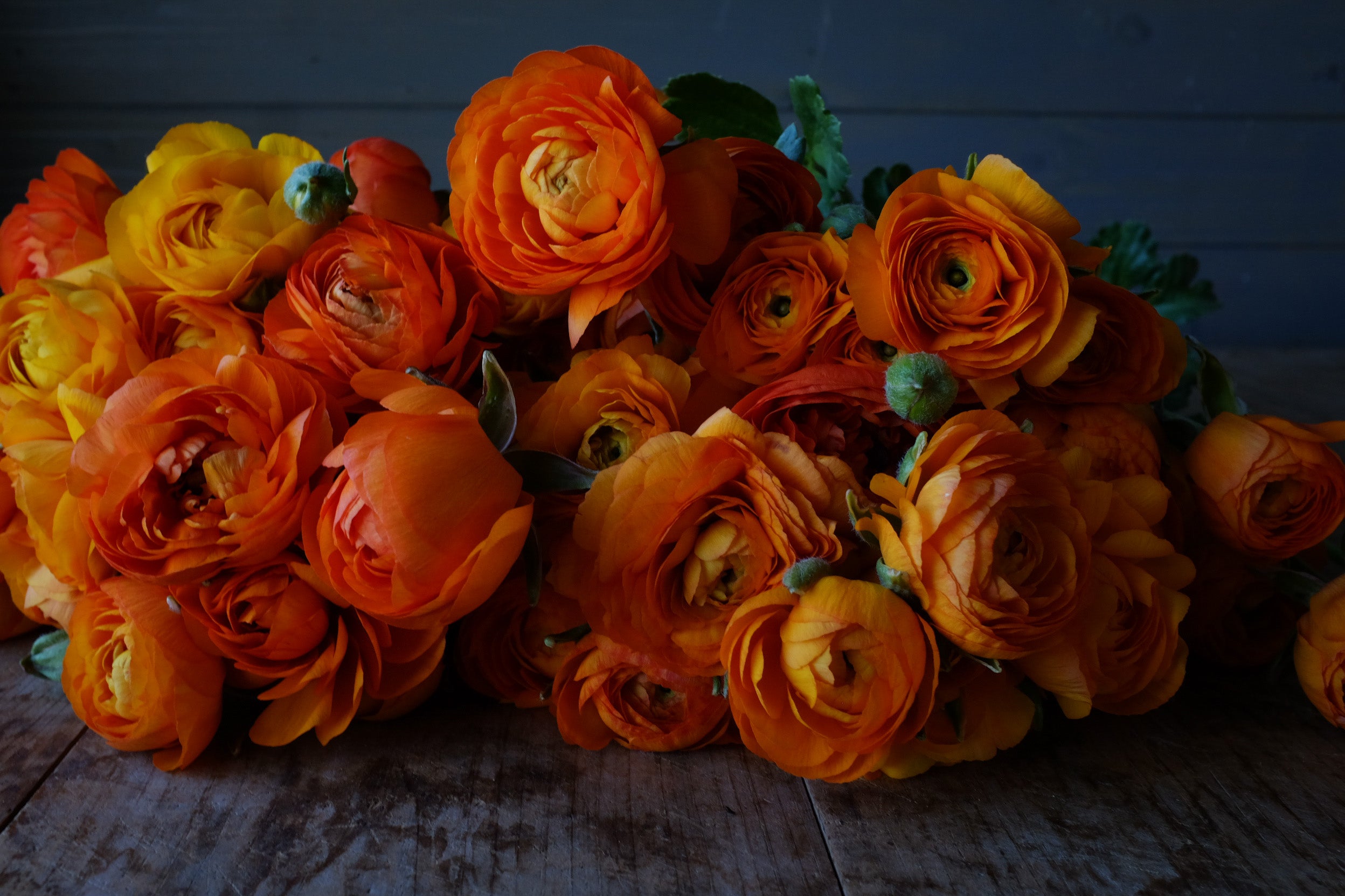 Italian Ranunculus Clementine Corms