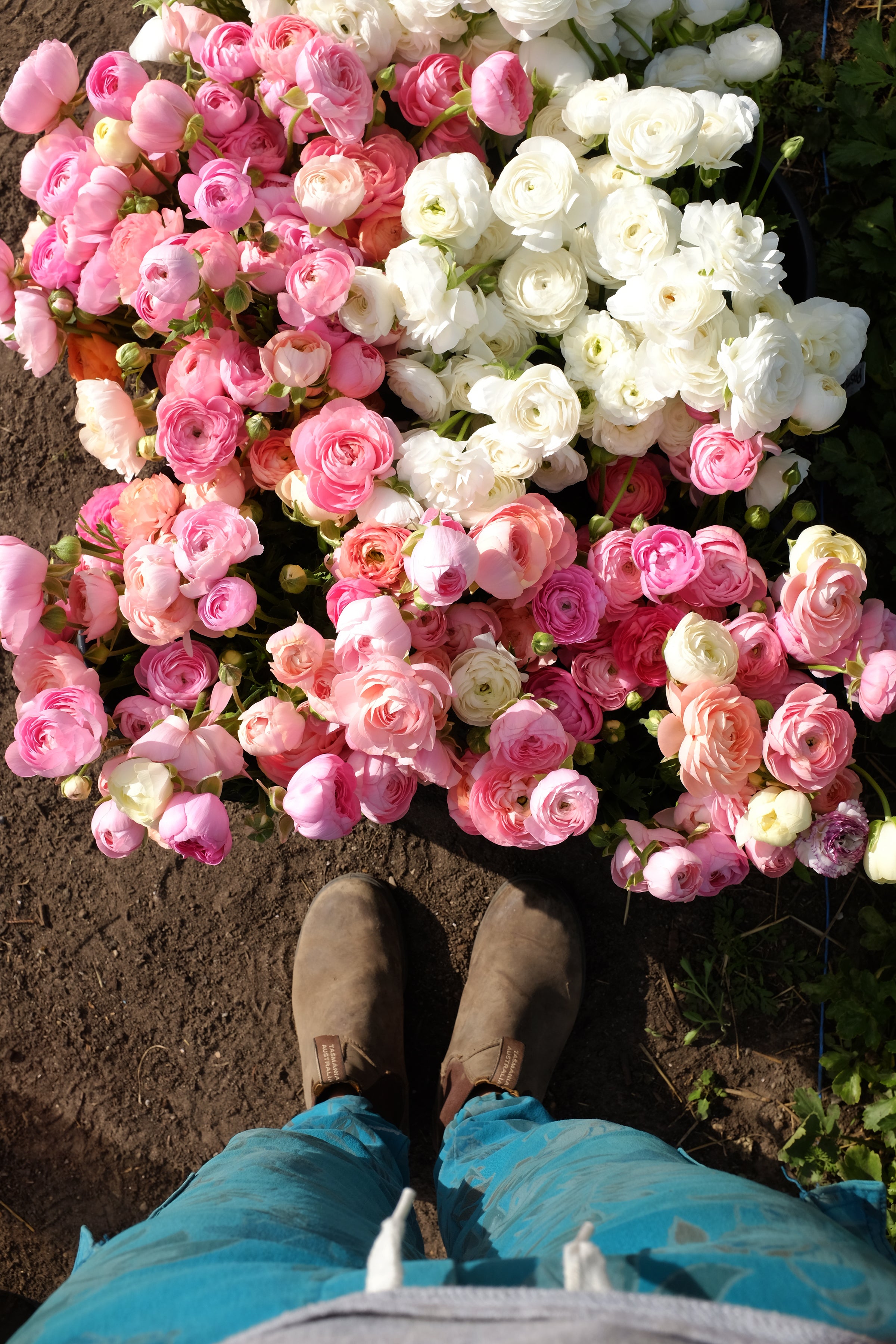 Italian Ranunculus MIXED Package of Corms