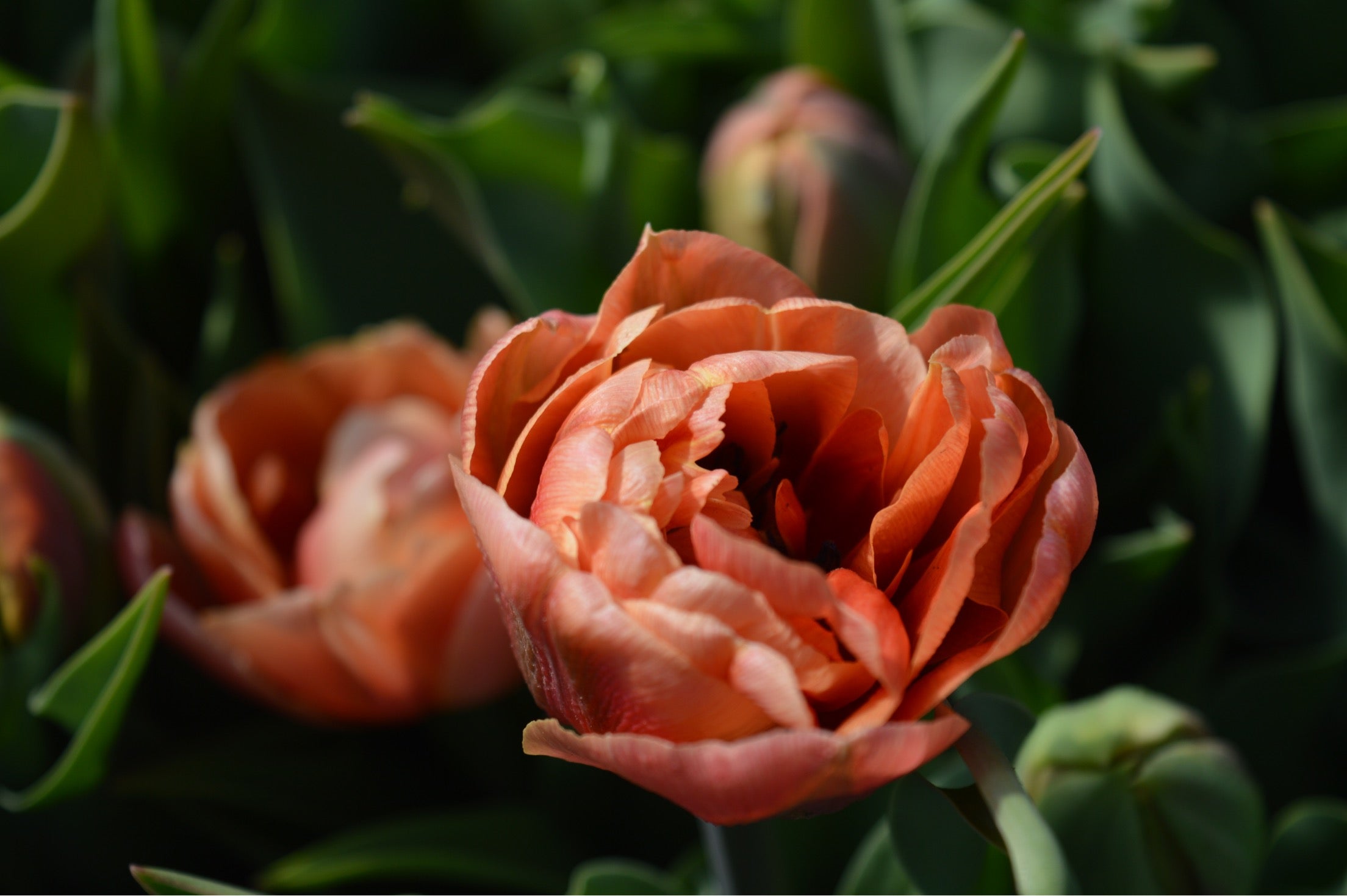 Close up of an orange coloured tulip bloom