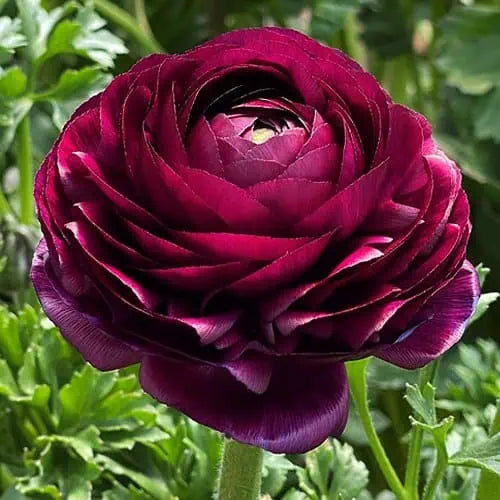 Italian Ranunculus Viola Corms - COMING SEPTEMBER 6TH AT 5PM!