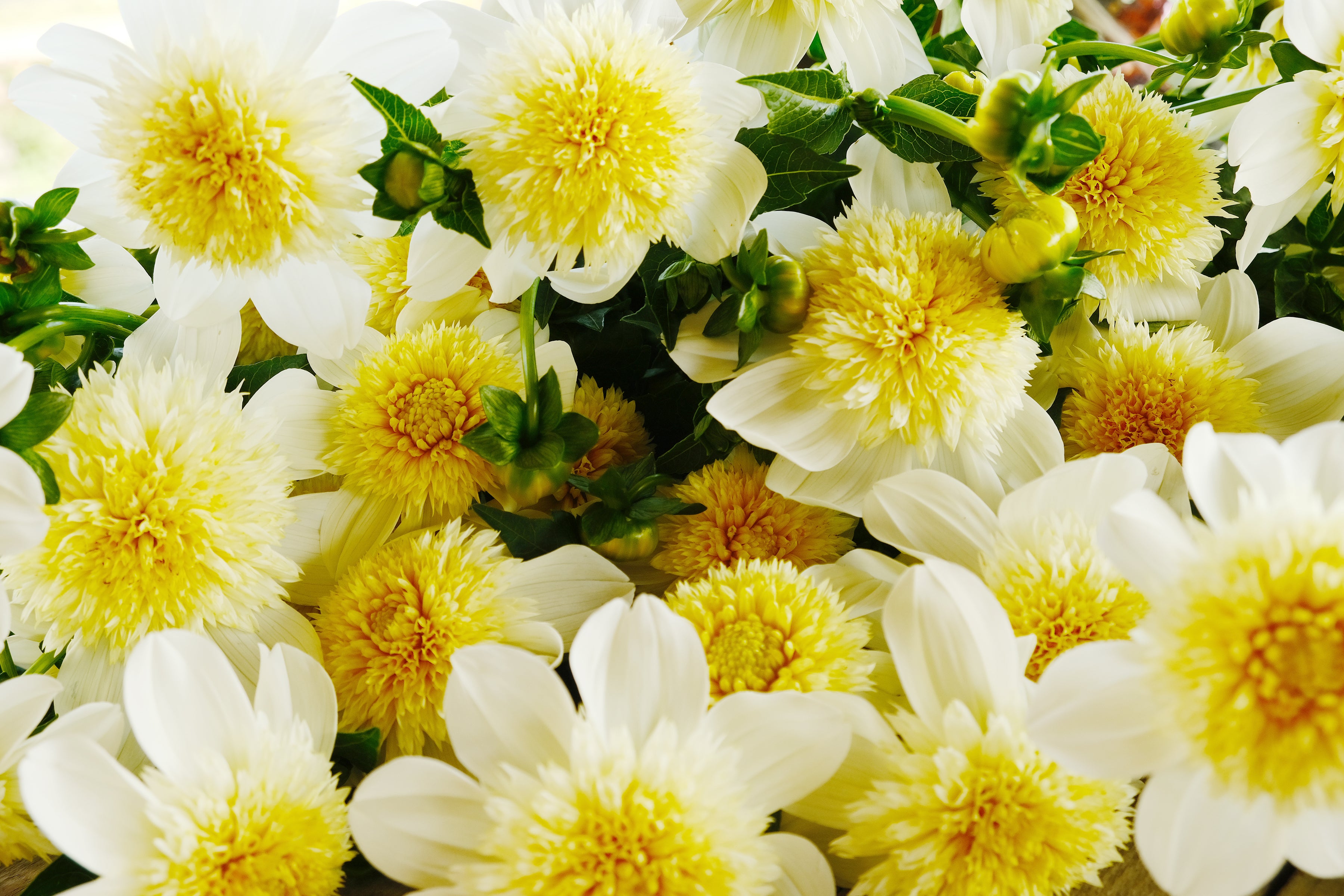 Platinum Blonde Dahlia Tuber - - *Product NOT sold out*  SALES START MARCH 2026: Date TBA