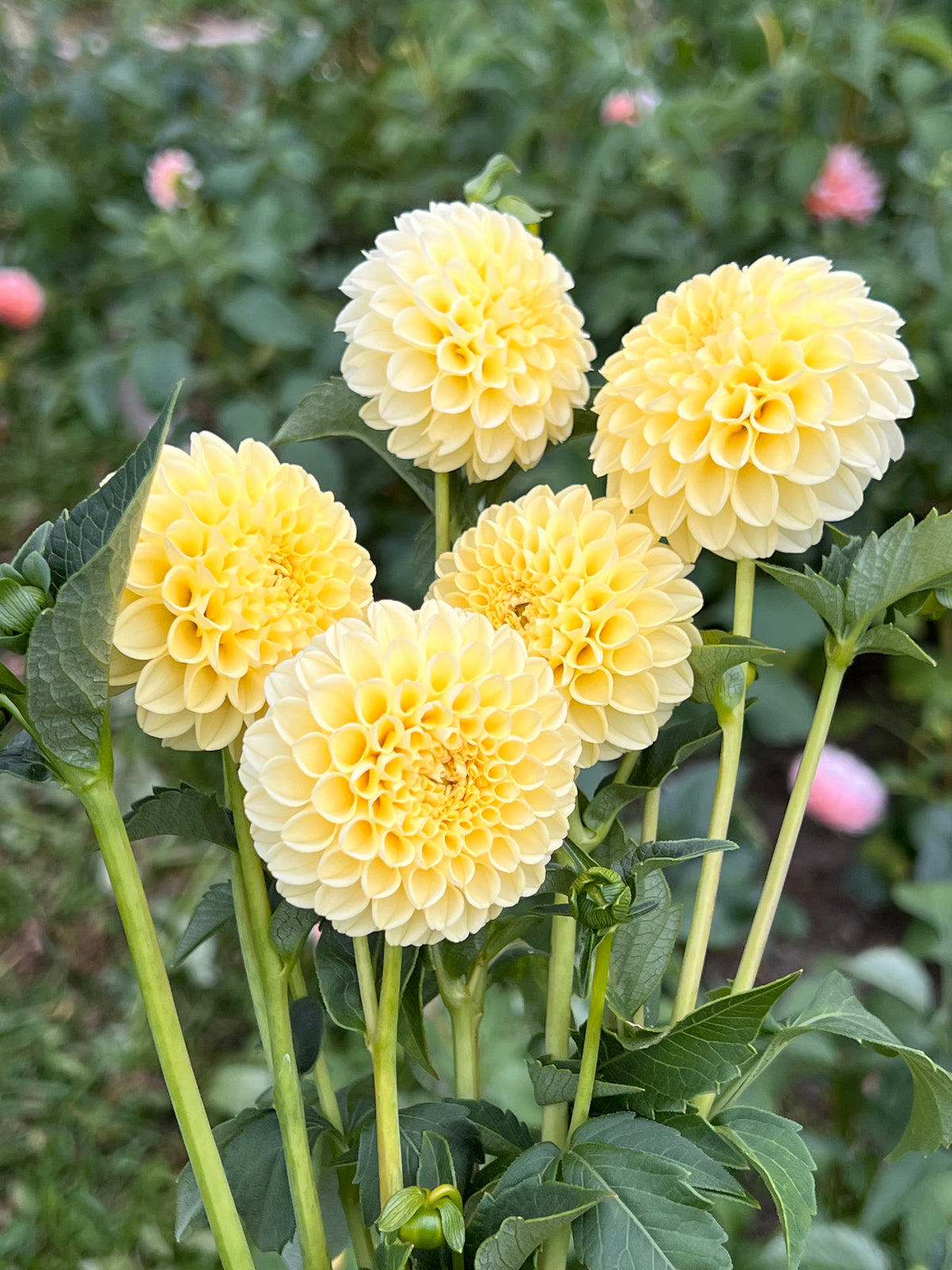 Creamy Dahlia Tuber - *Not Sold Out* SALE COMING IN MARCH OF 2027