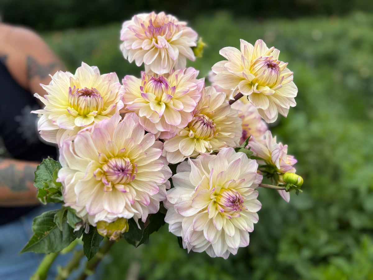 Masterclass Dahlia Tuber - *Product NOT sold out* SALES START SUNDAY MARCH 1ST AT 4PM
