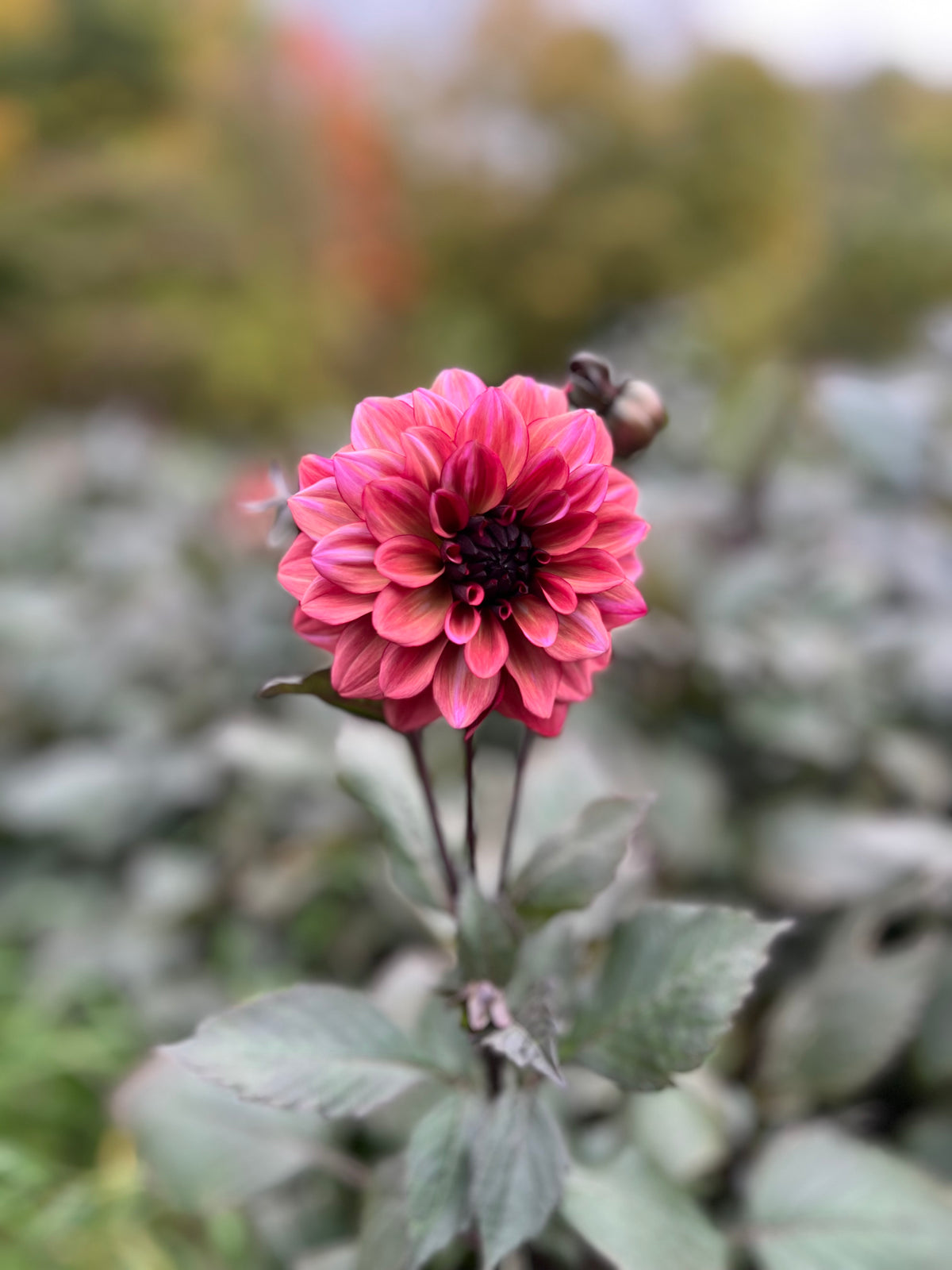 Night Silence Dahlia Tuber - *Product NOT sold out* SALES START SUNDAY MARCH 1ST AT 4PM