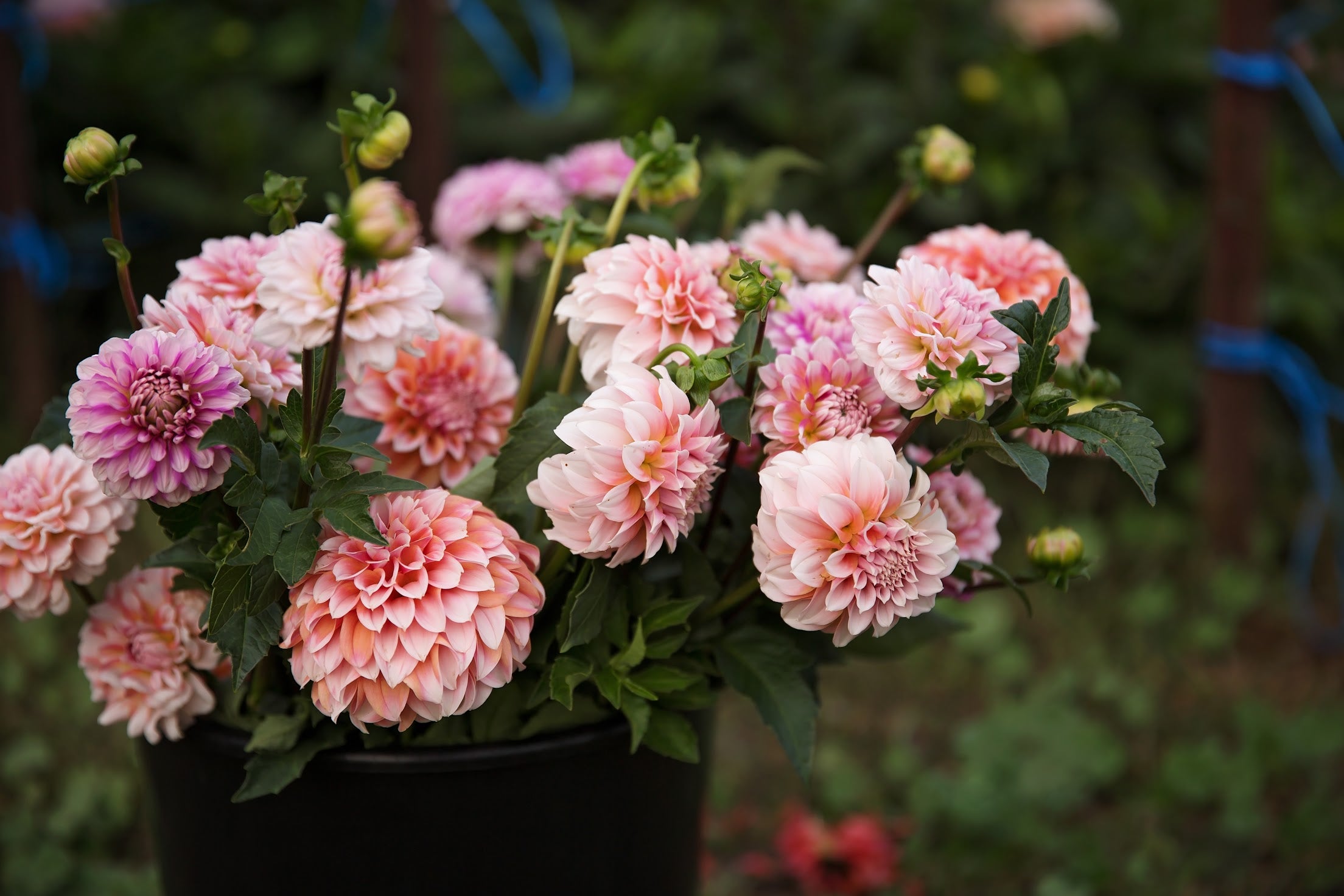 Bulk DIY Bucket of Dahlias: Custom Colour Palette