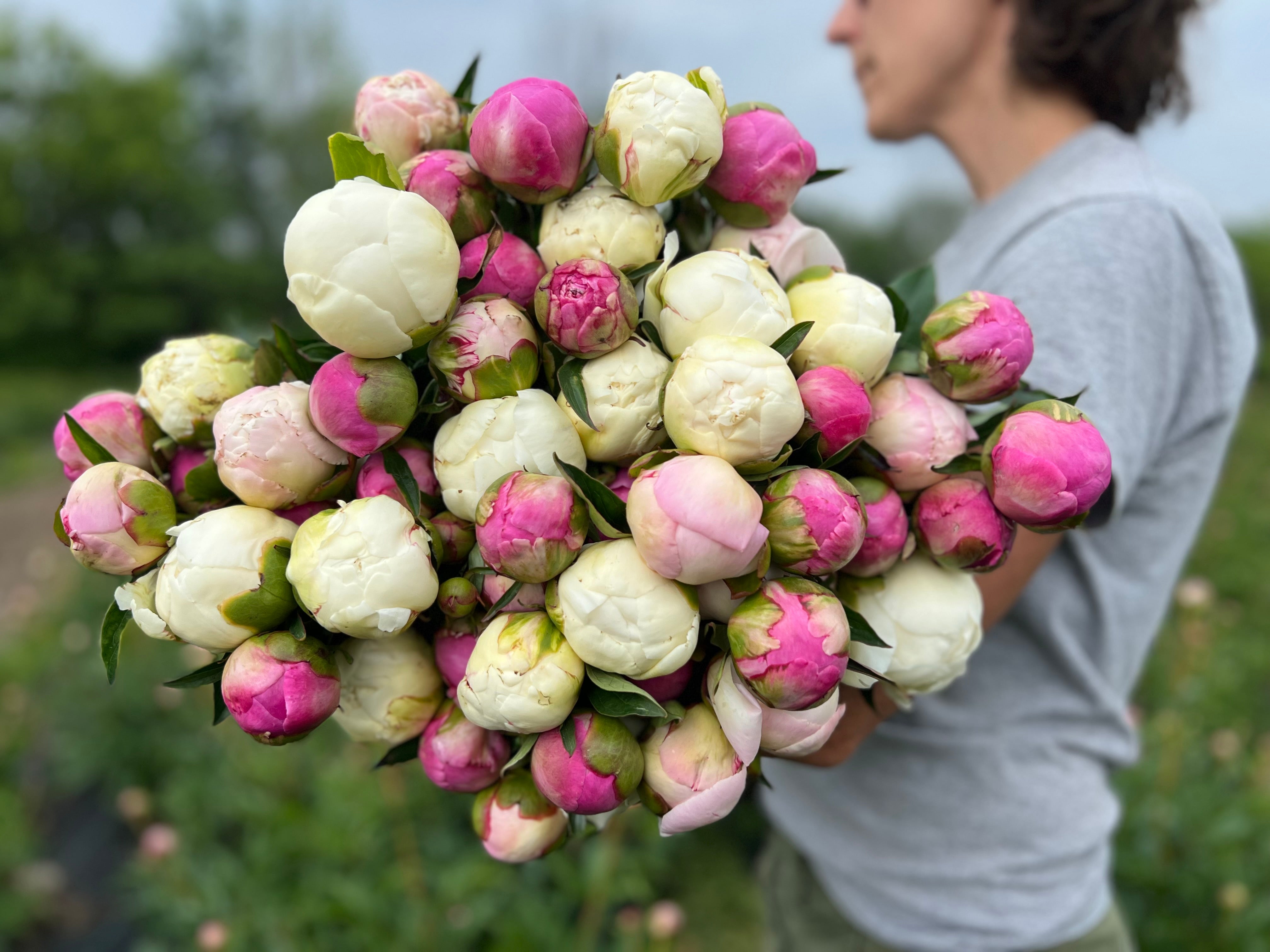 Bulk Bucket of Peonies