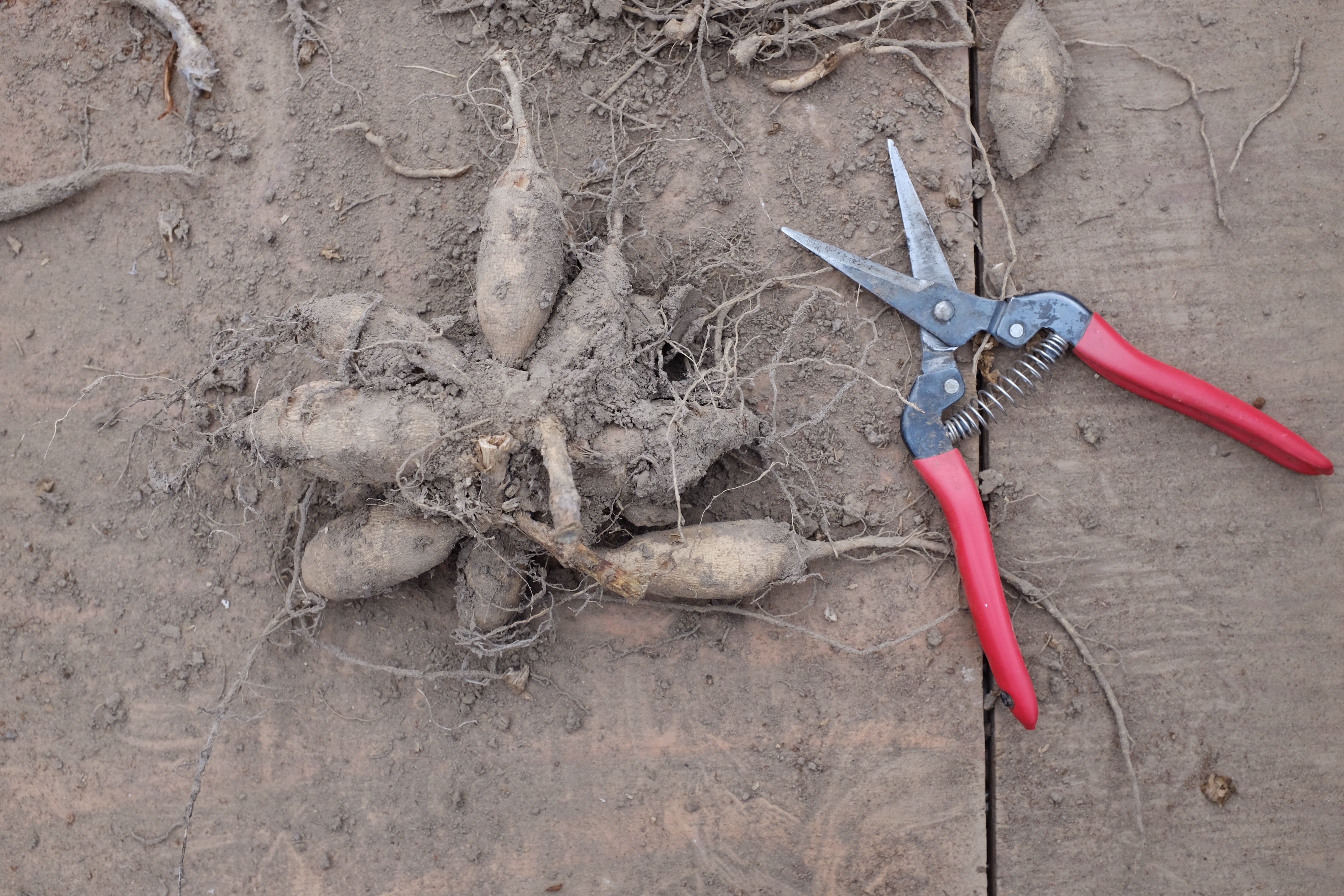 Learn To Split And Store Your Dahlia Tubers