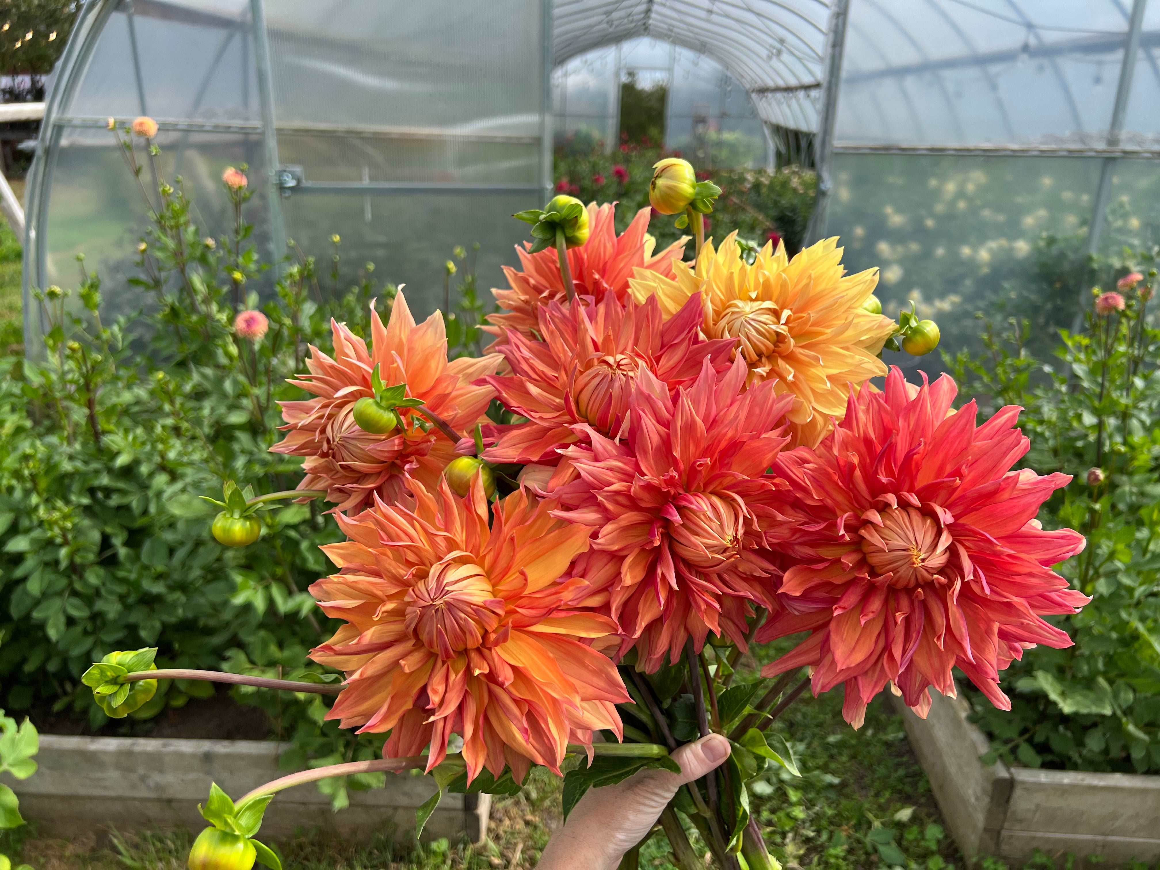 Hamari Gold Dahlia Tuber